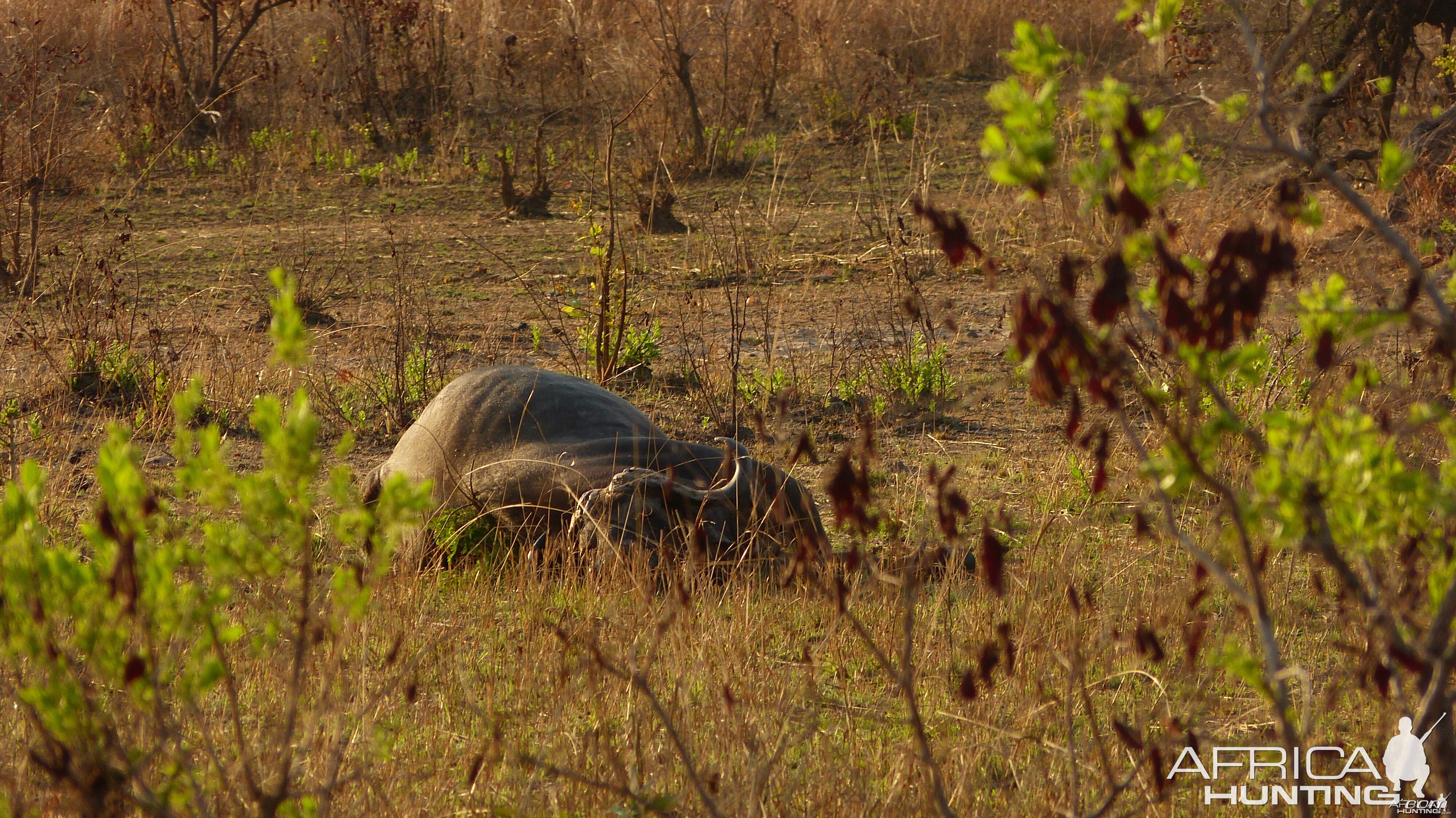 Buffalo