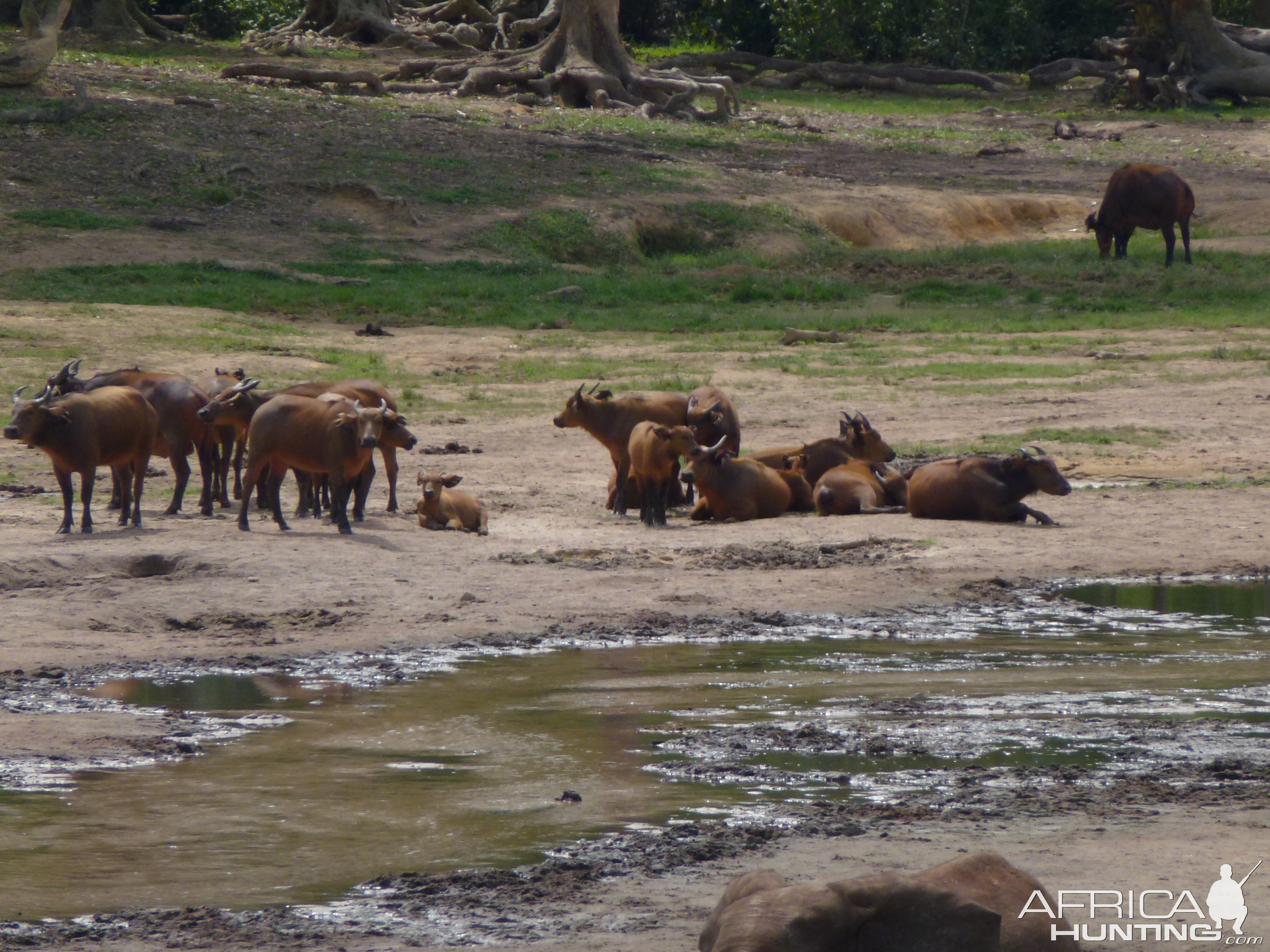 Buffalo