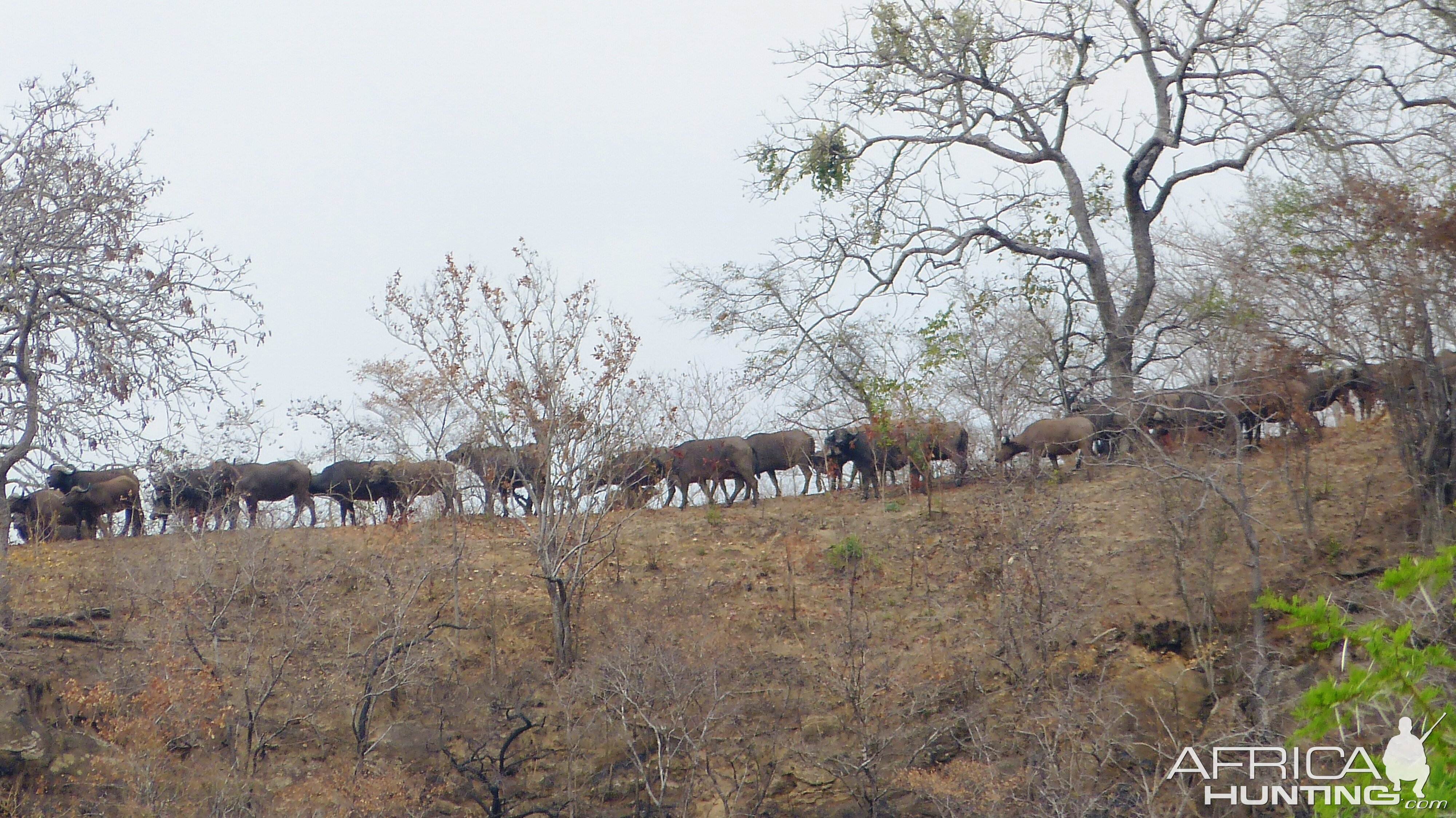 Buffalo