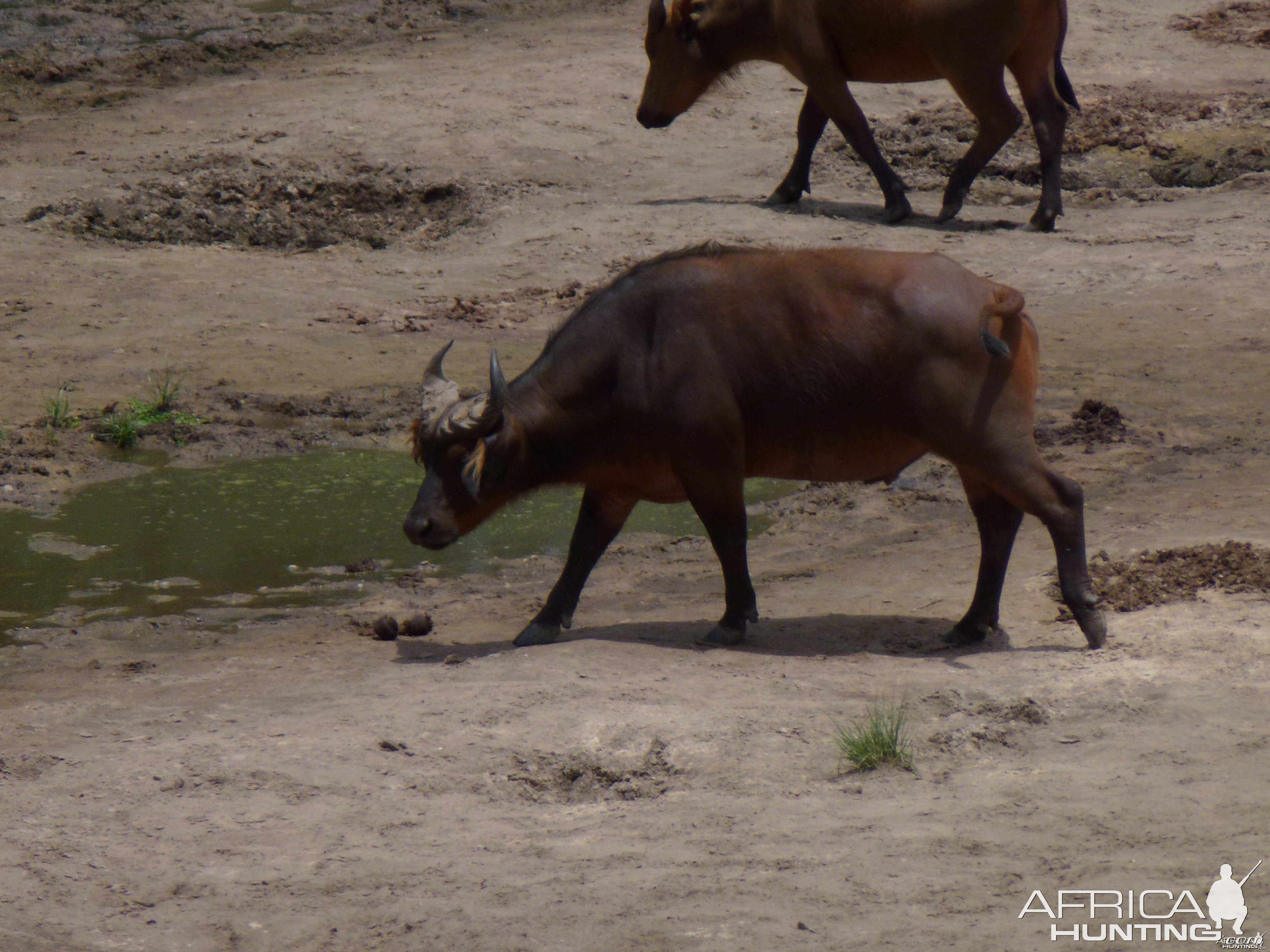 Buffalo