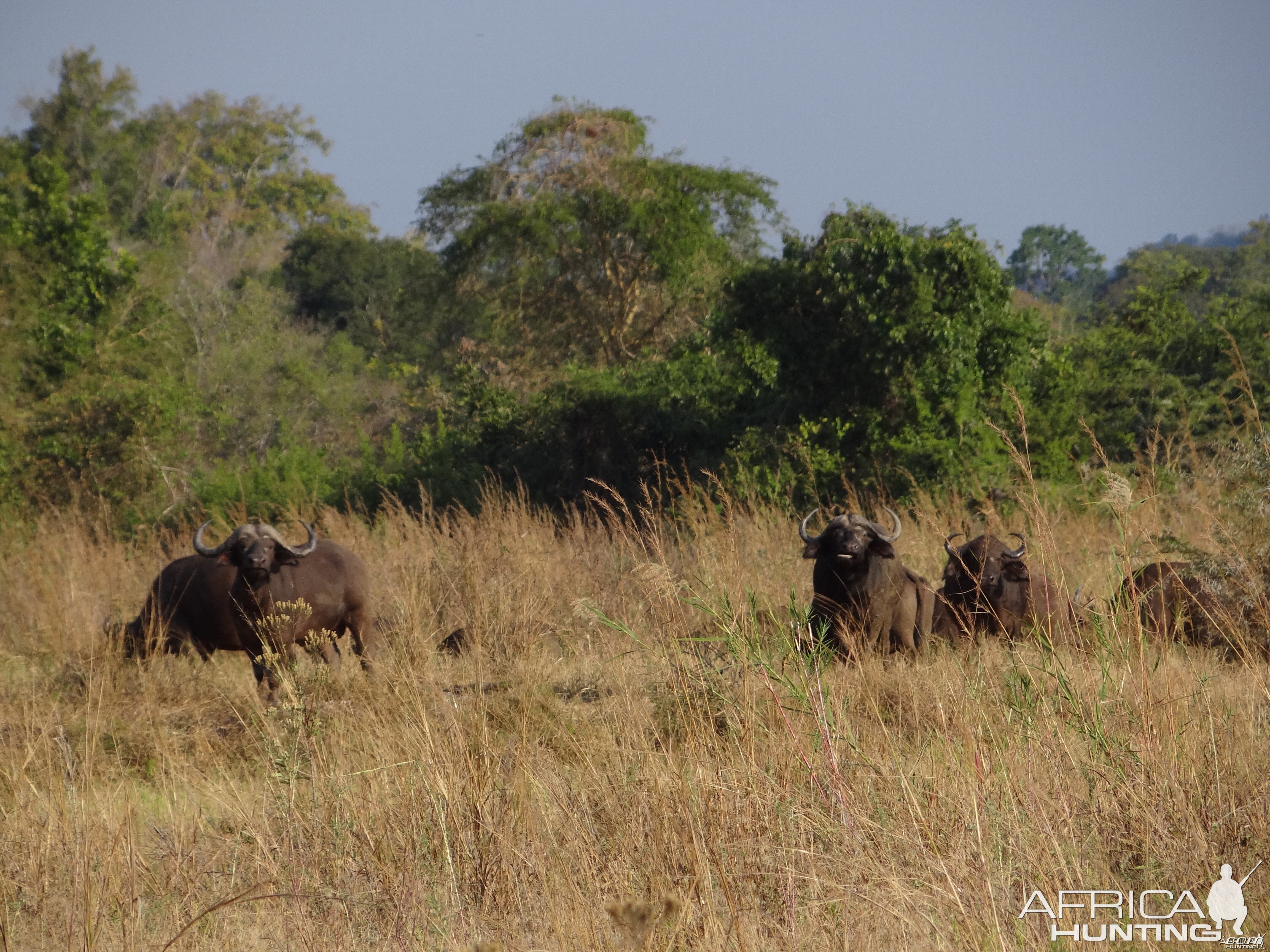 Buffalo