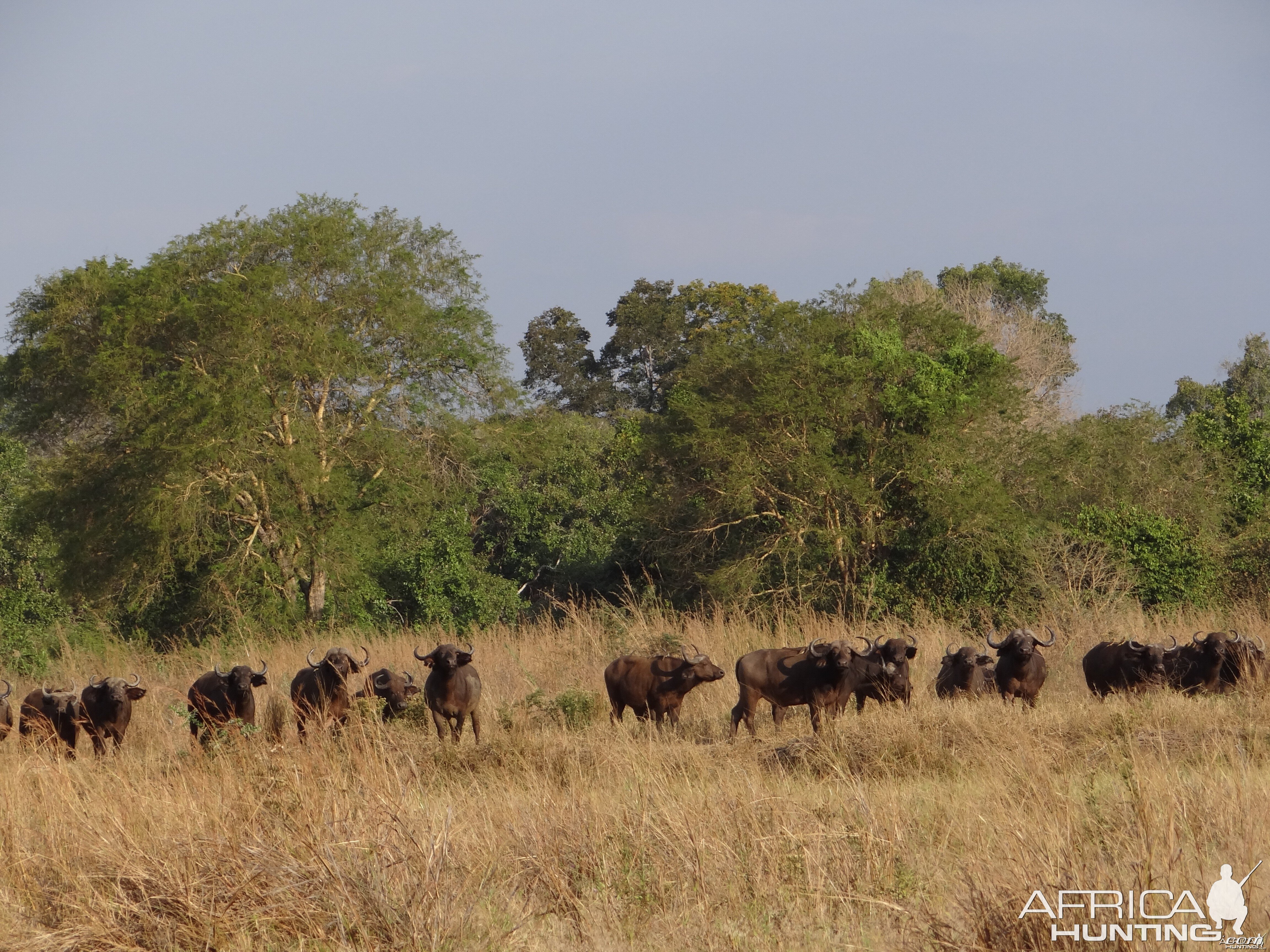 Buffalo