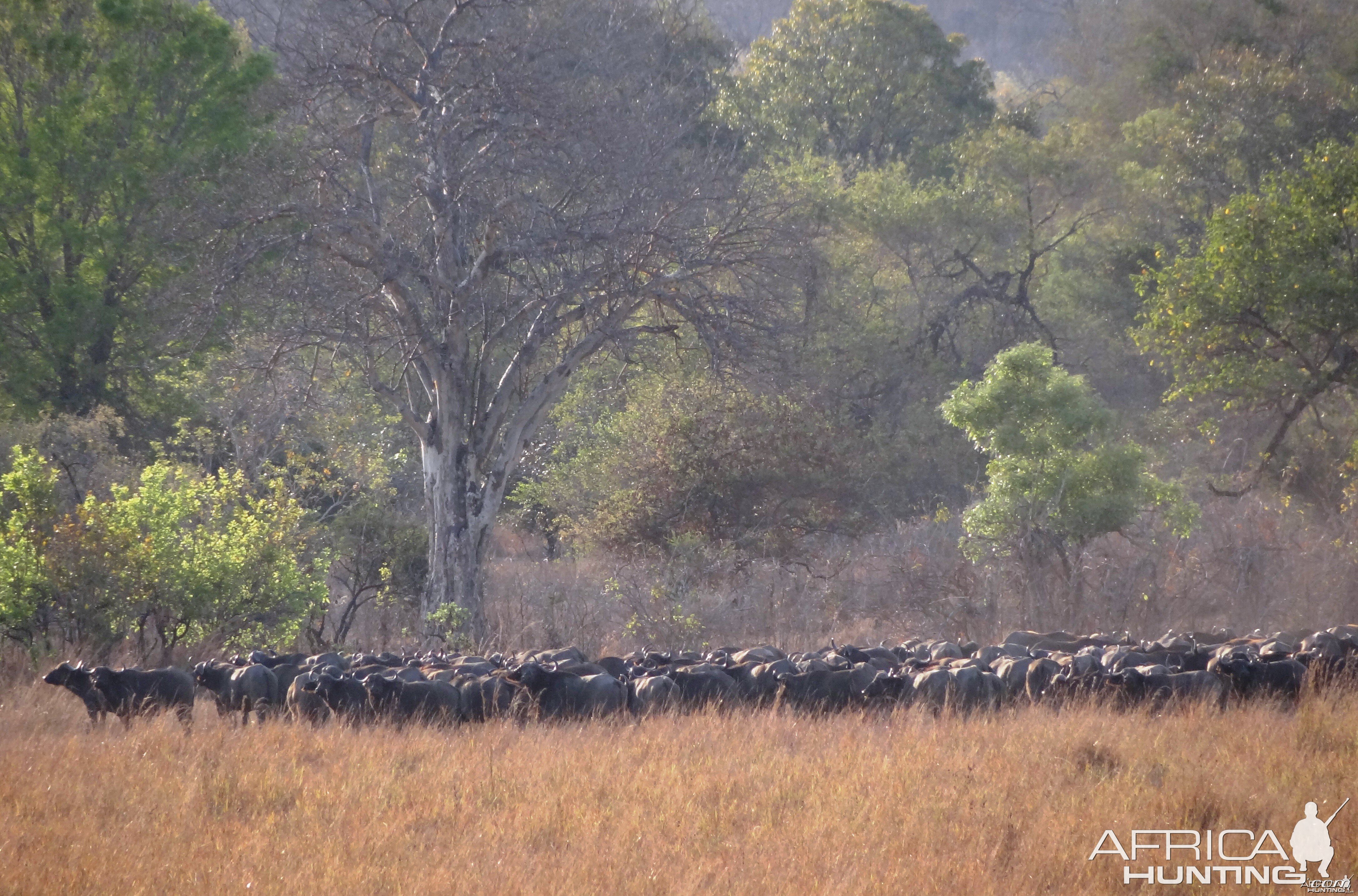 Buffalo