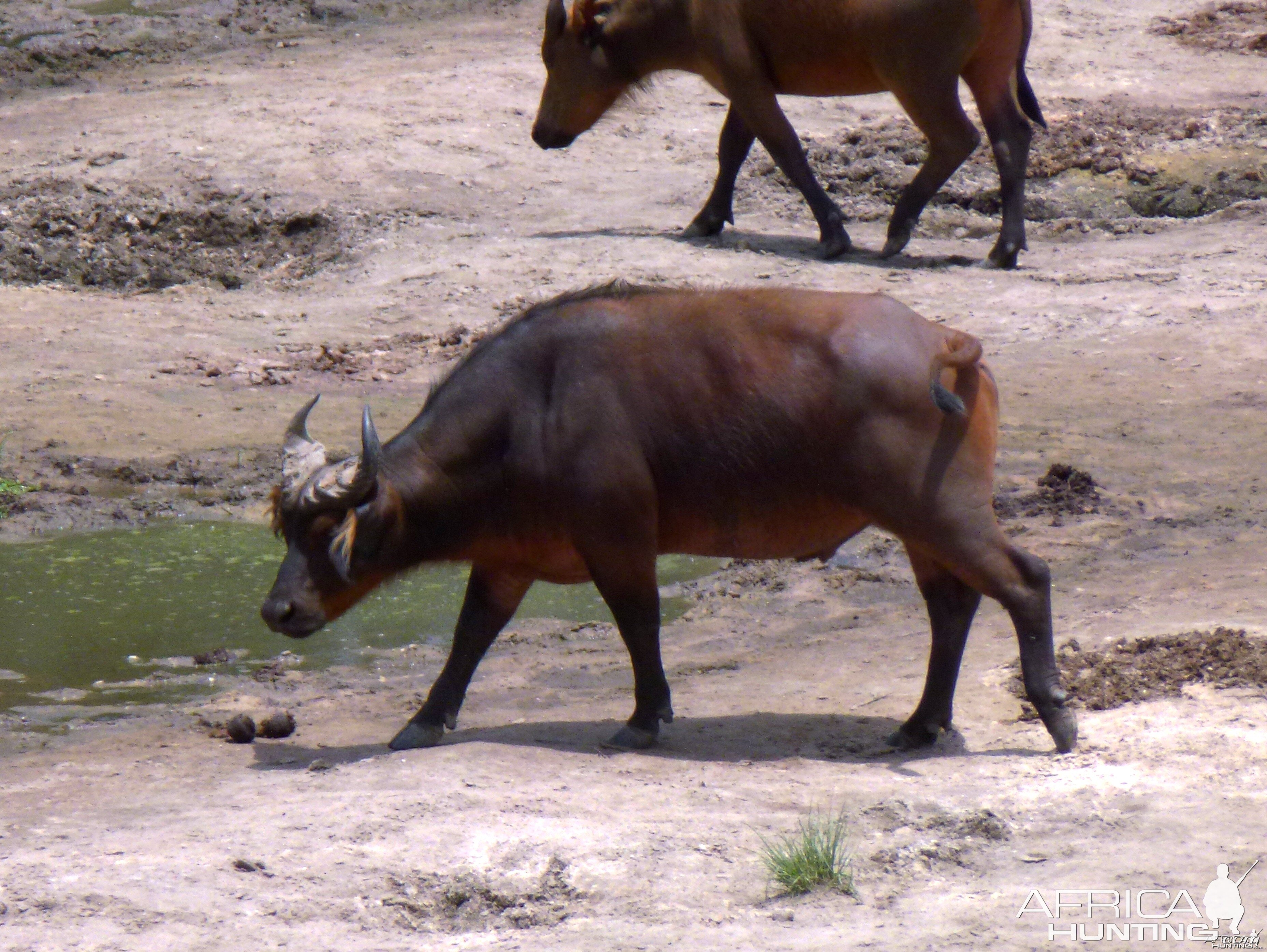 Buffalo