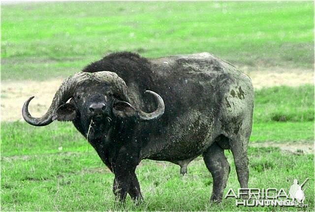 Buffalo