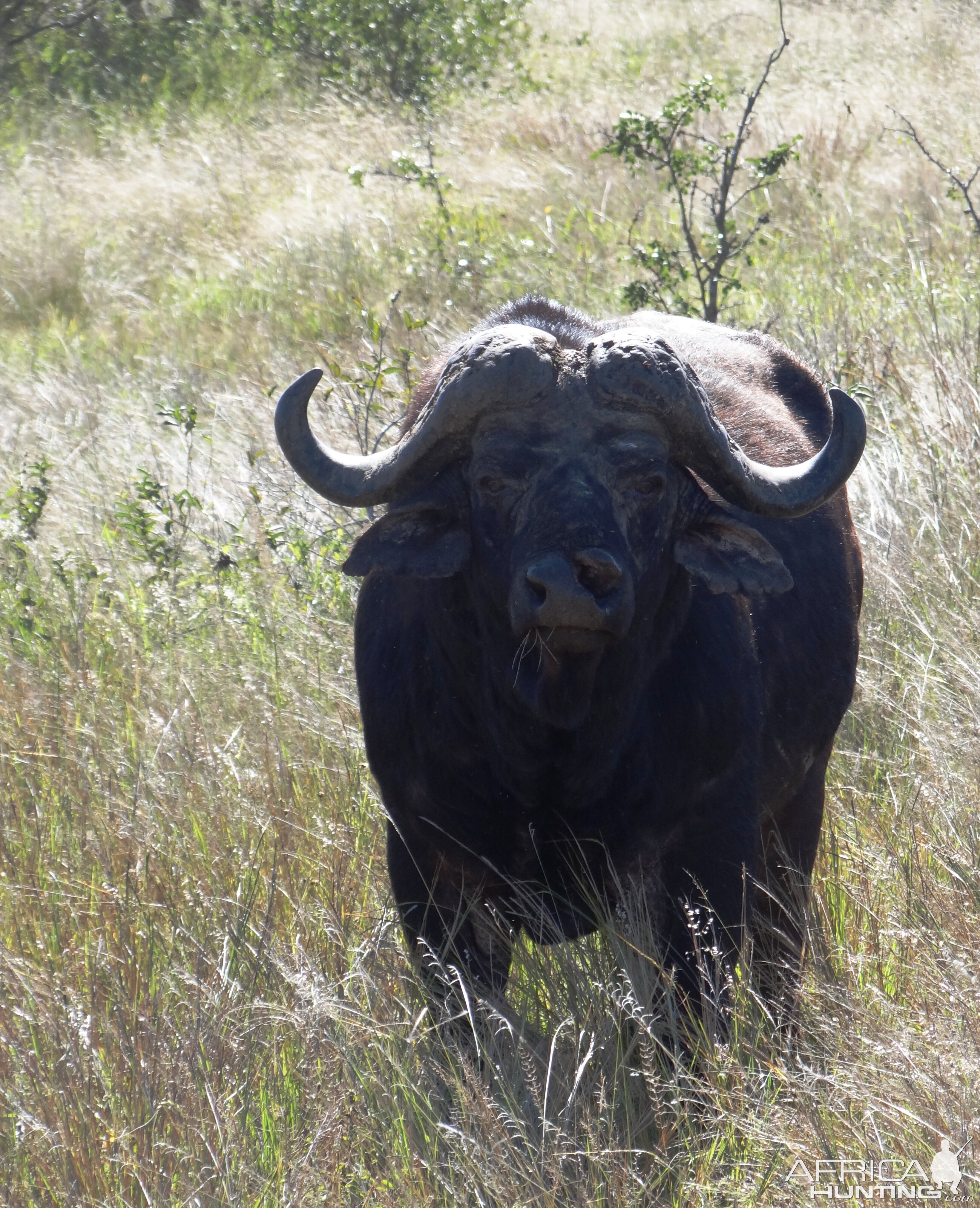 Buffalo