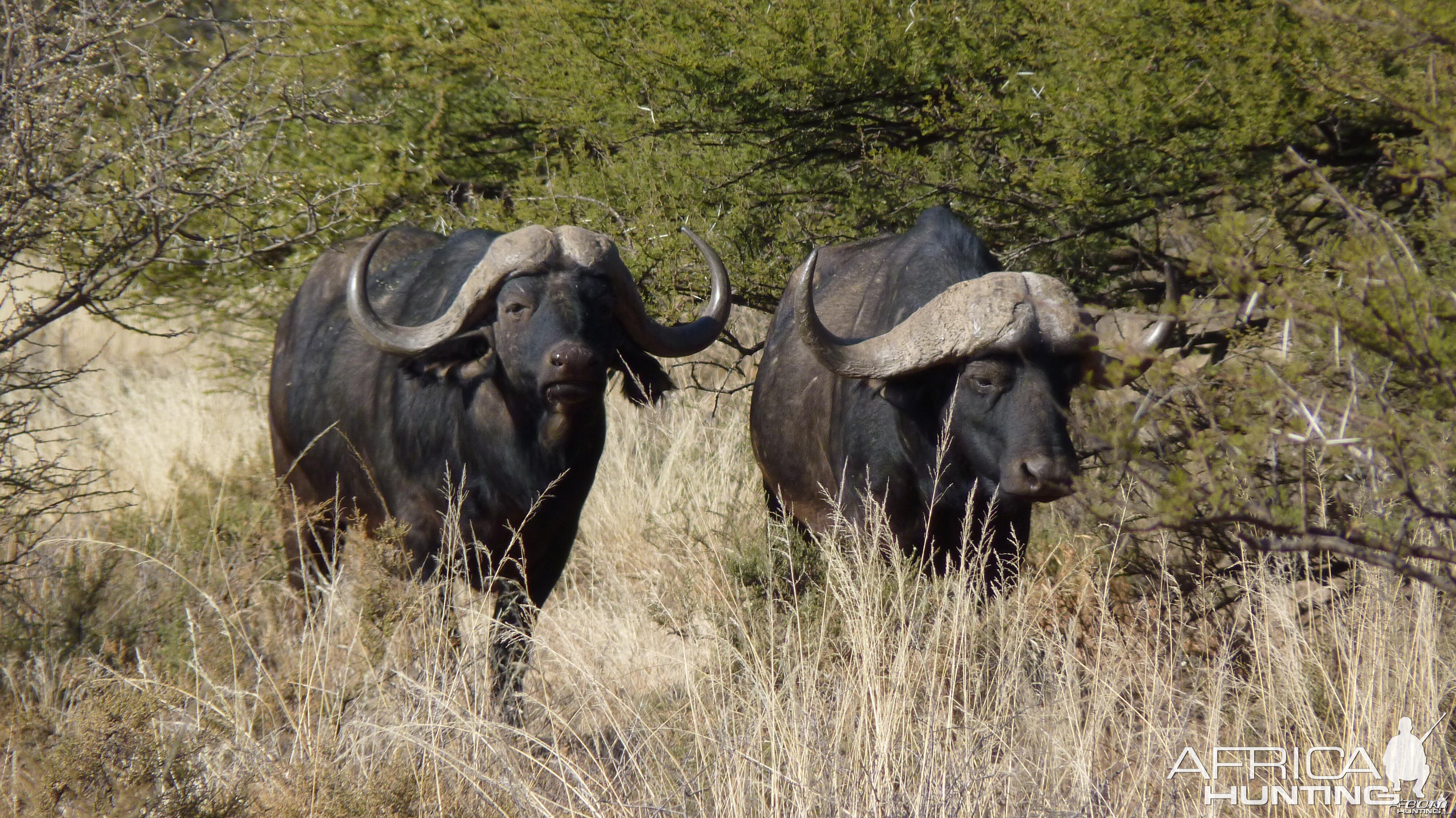 Buffaloes in South Africa