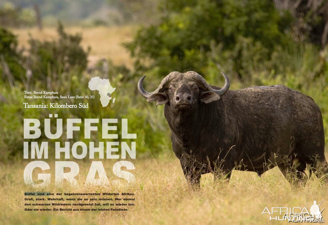 Buffaloes in the Tall Grass - Tanzania