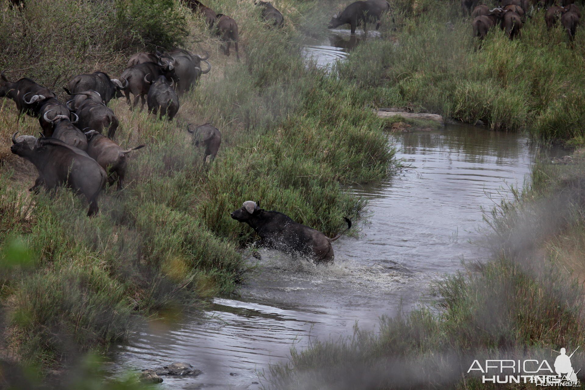 Buffaloes