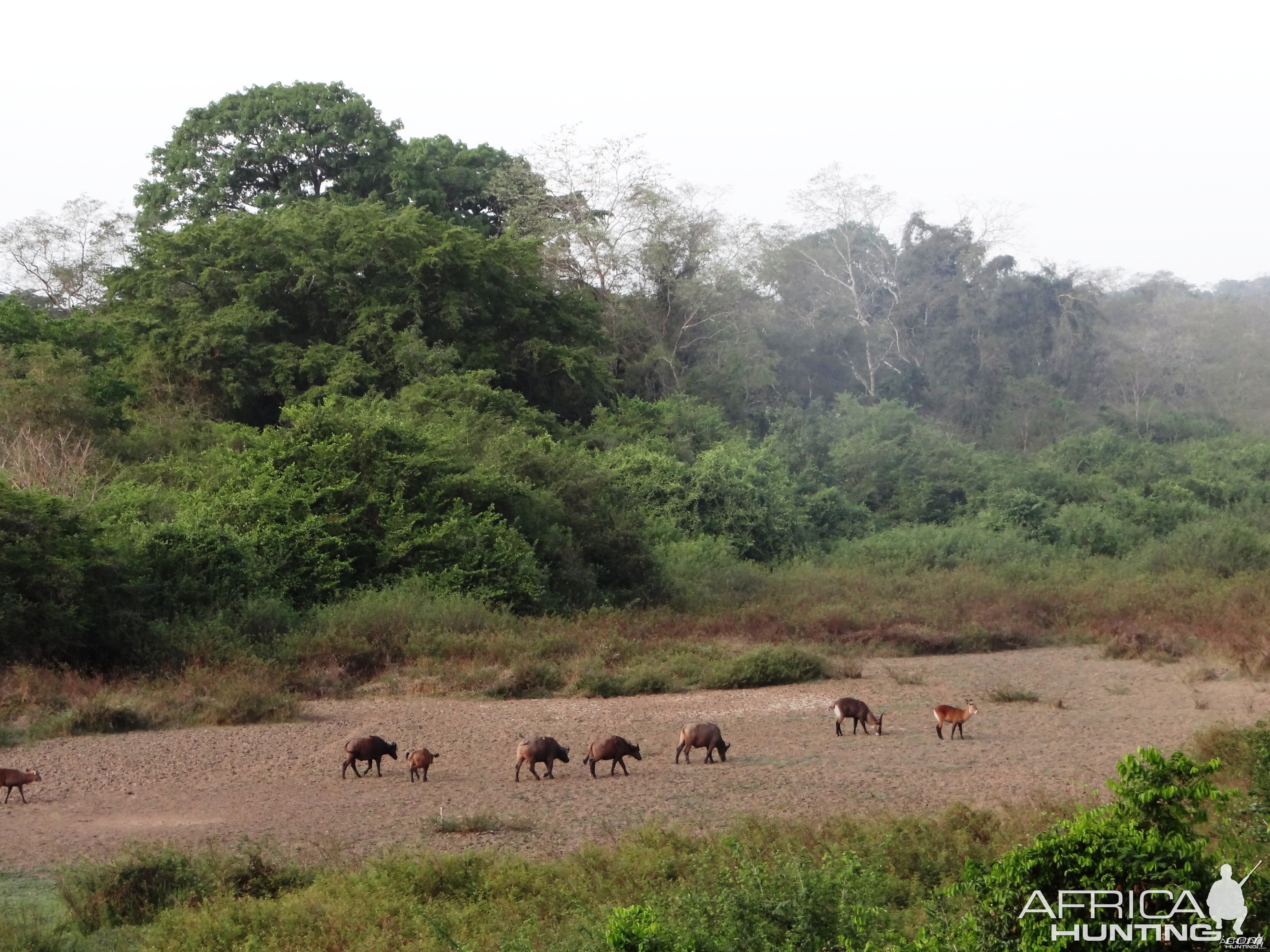 Buffaloes