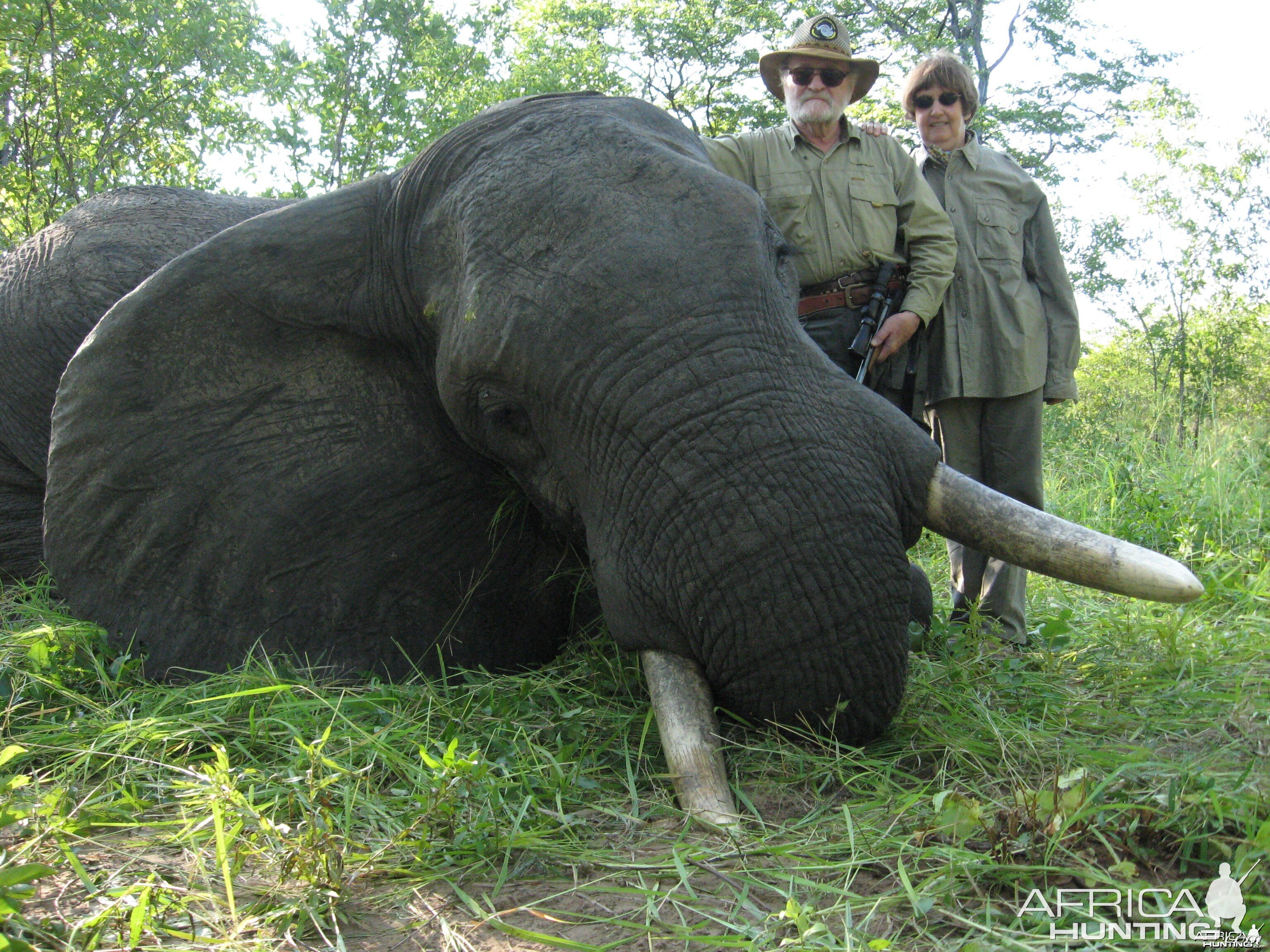bull elephant with handgun