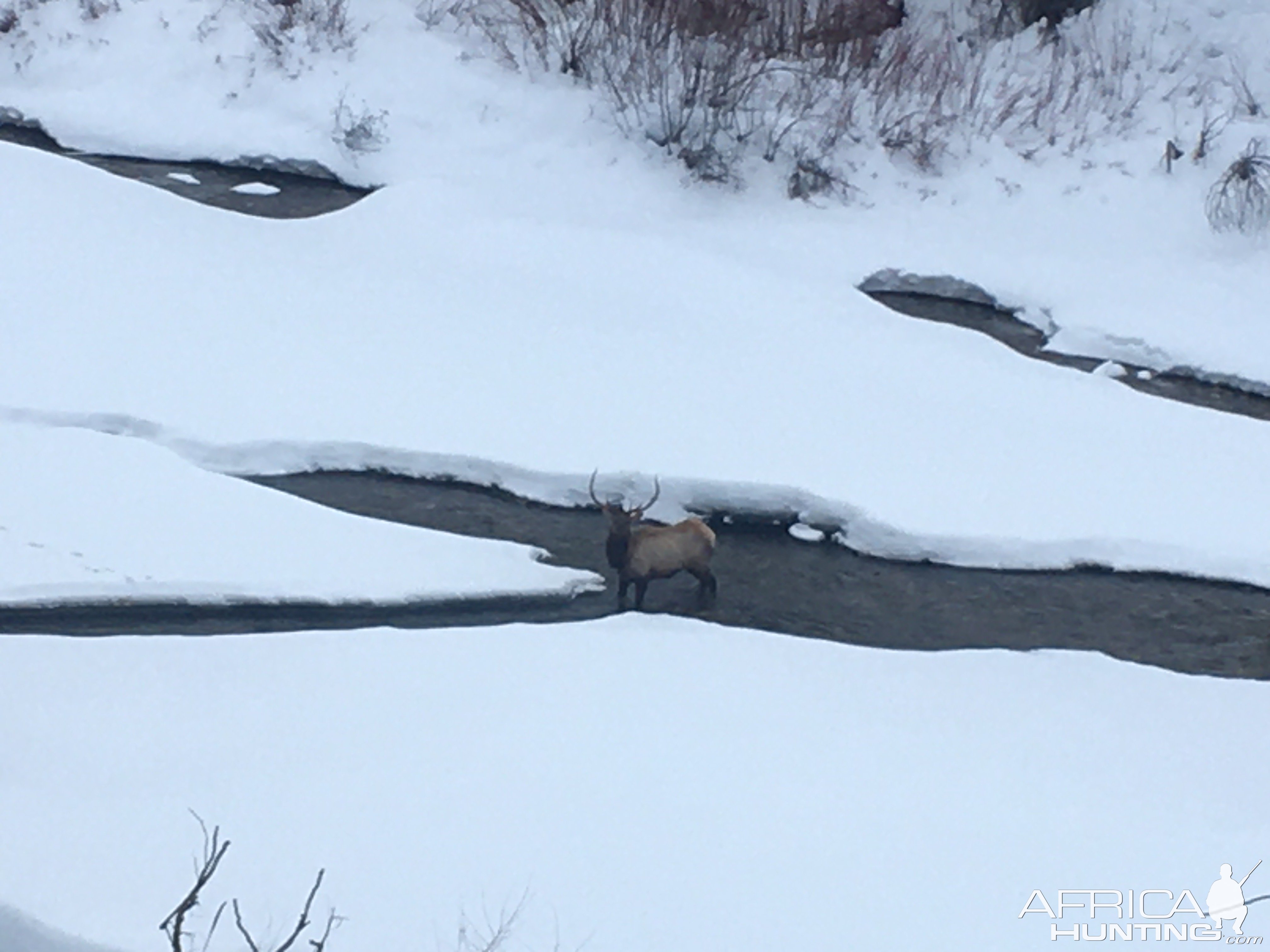 Bull Elk chased into the river by wolves