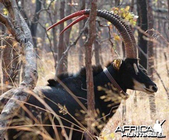 Bull from the 2009 Giant Sable Capture Operation Angola