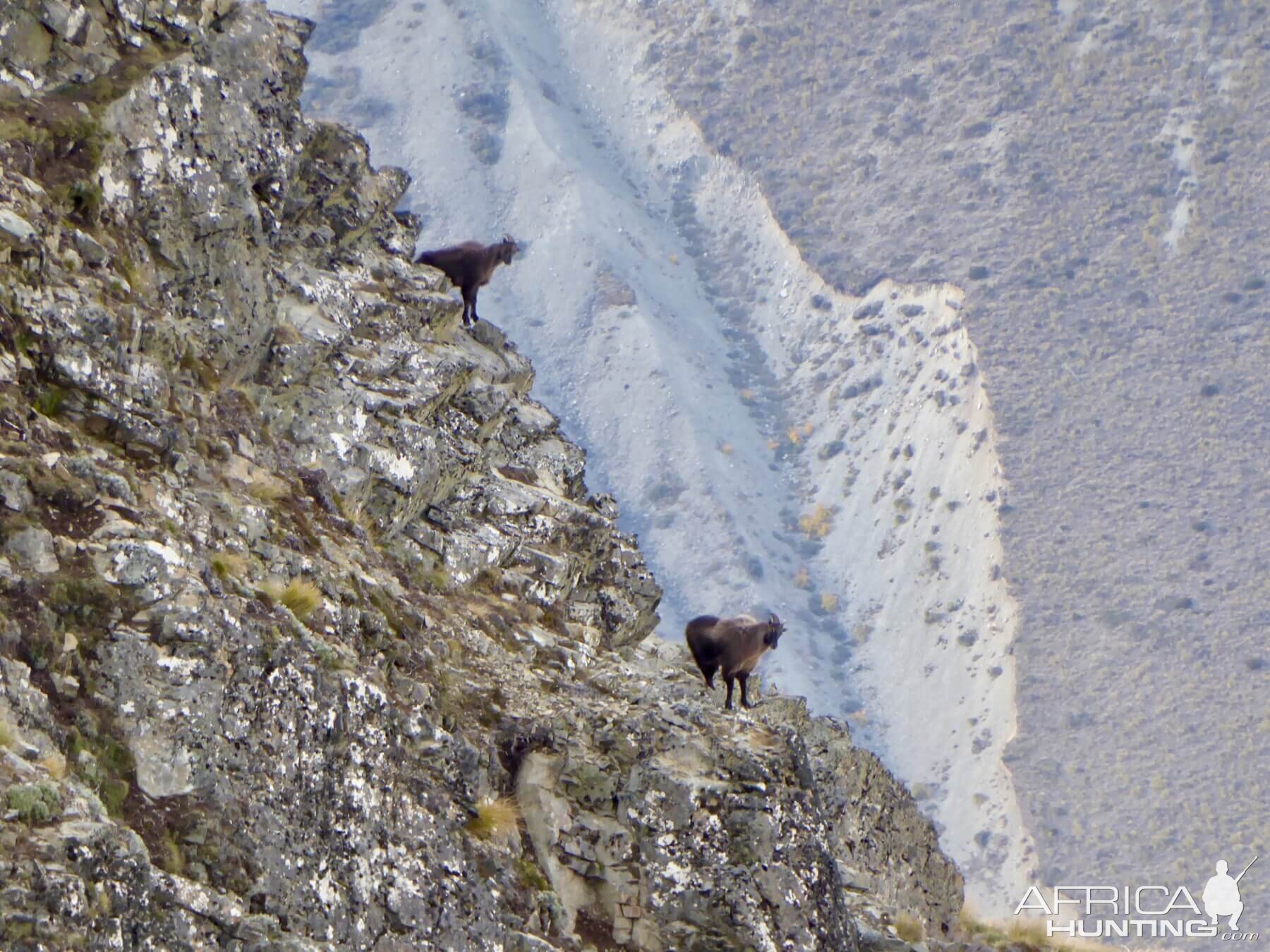 Bull Tahr in New Zealand