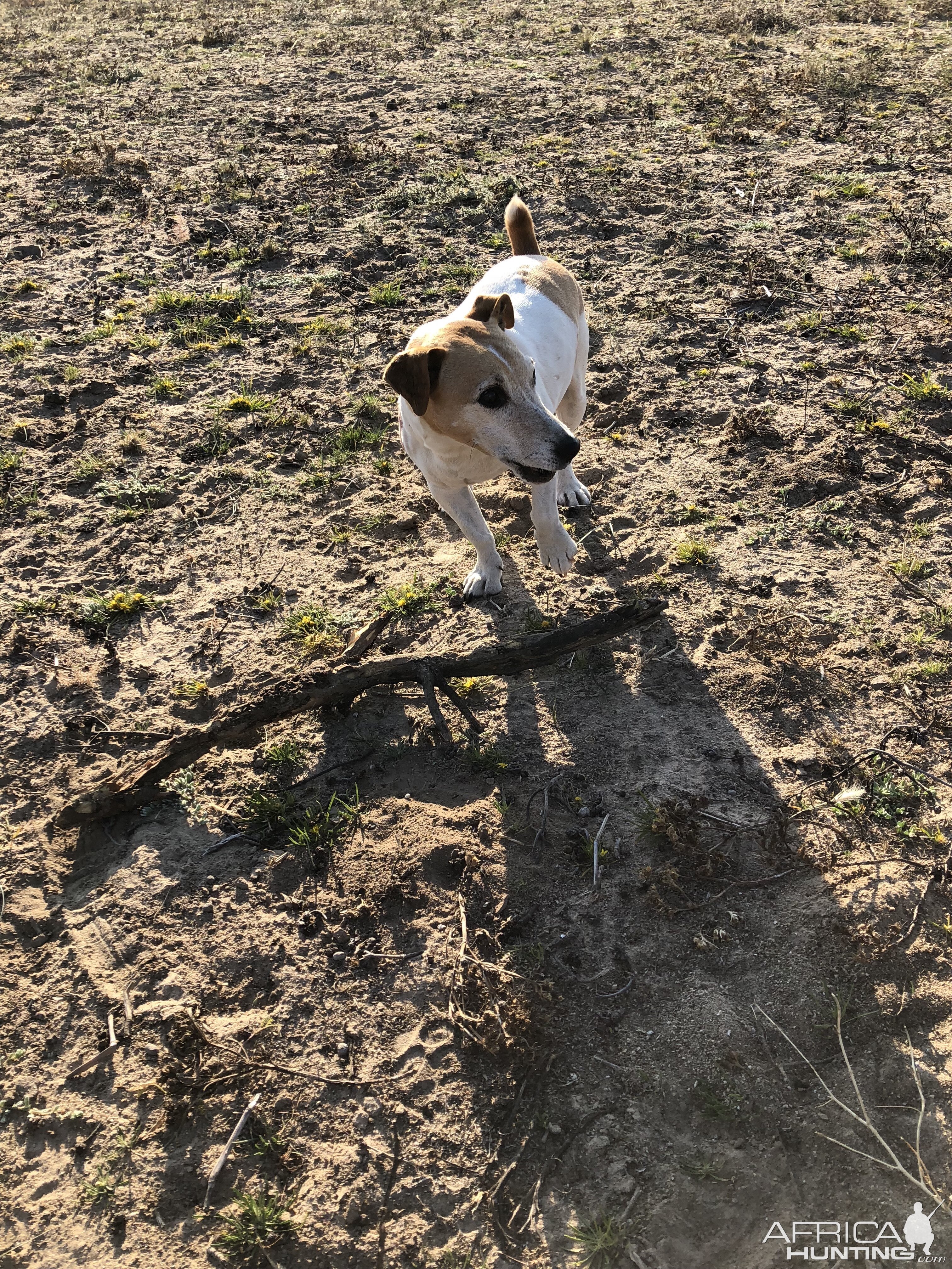 Bullet the Jack Russel