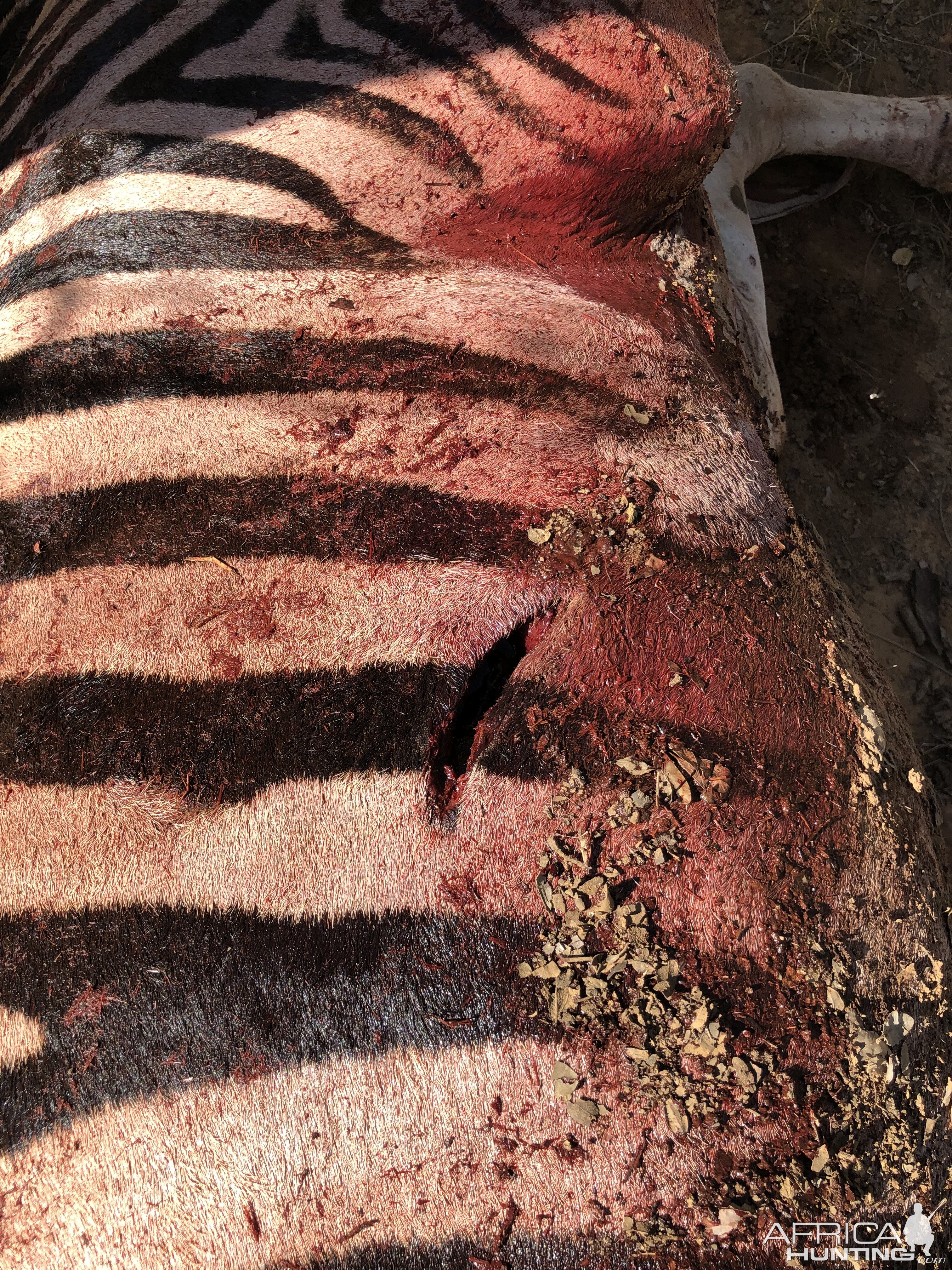 Bullet wound on Burchell's Plain Zebra