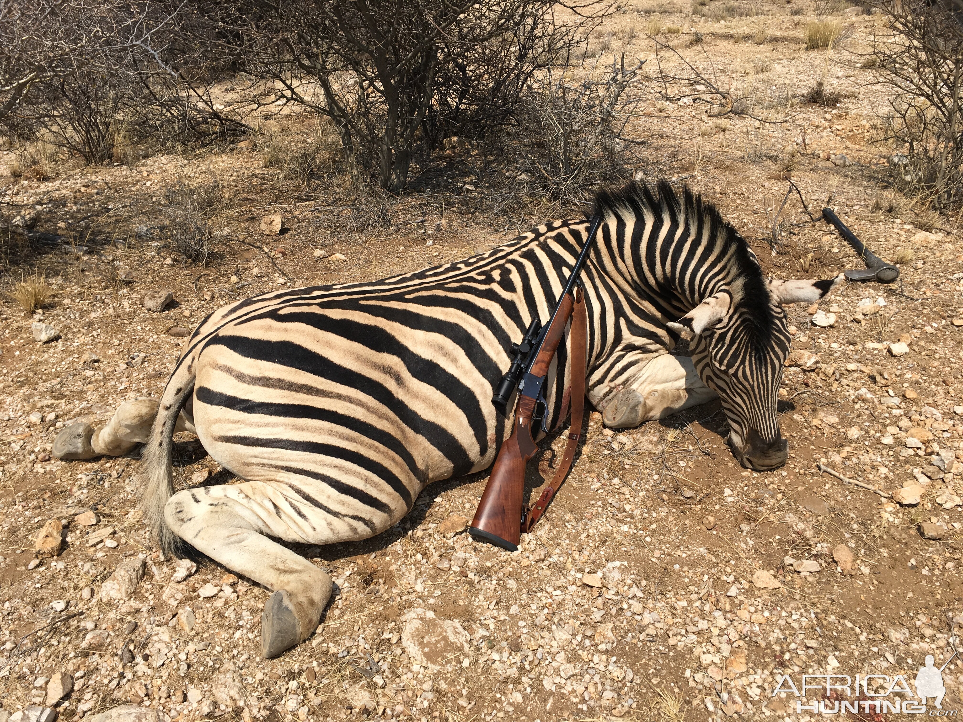 Burchell Zebra - Namibia 2016