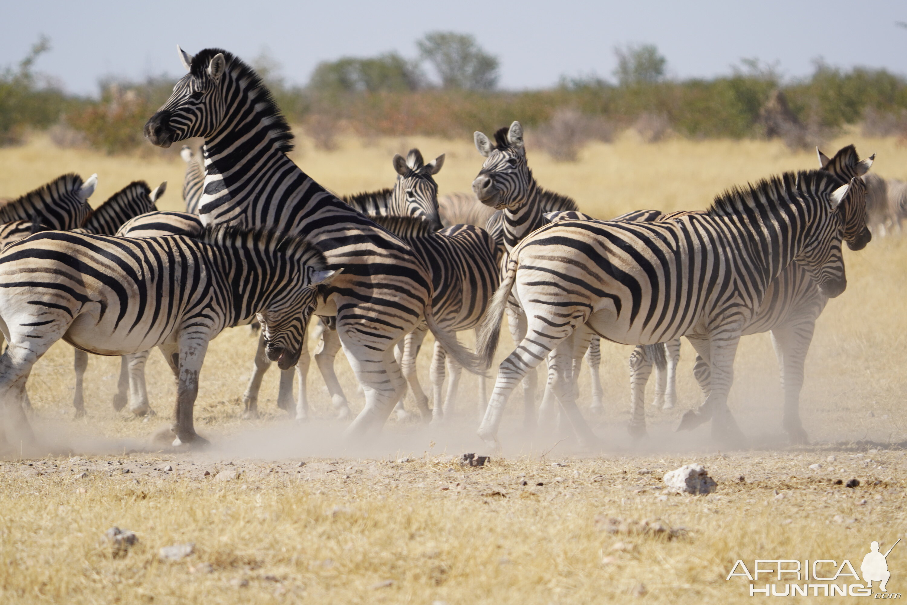 Burchell's Plain in Etosha National Park Namibia