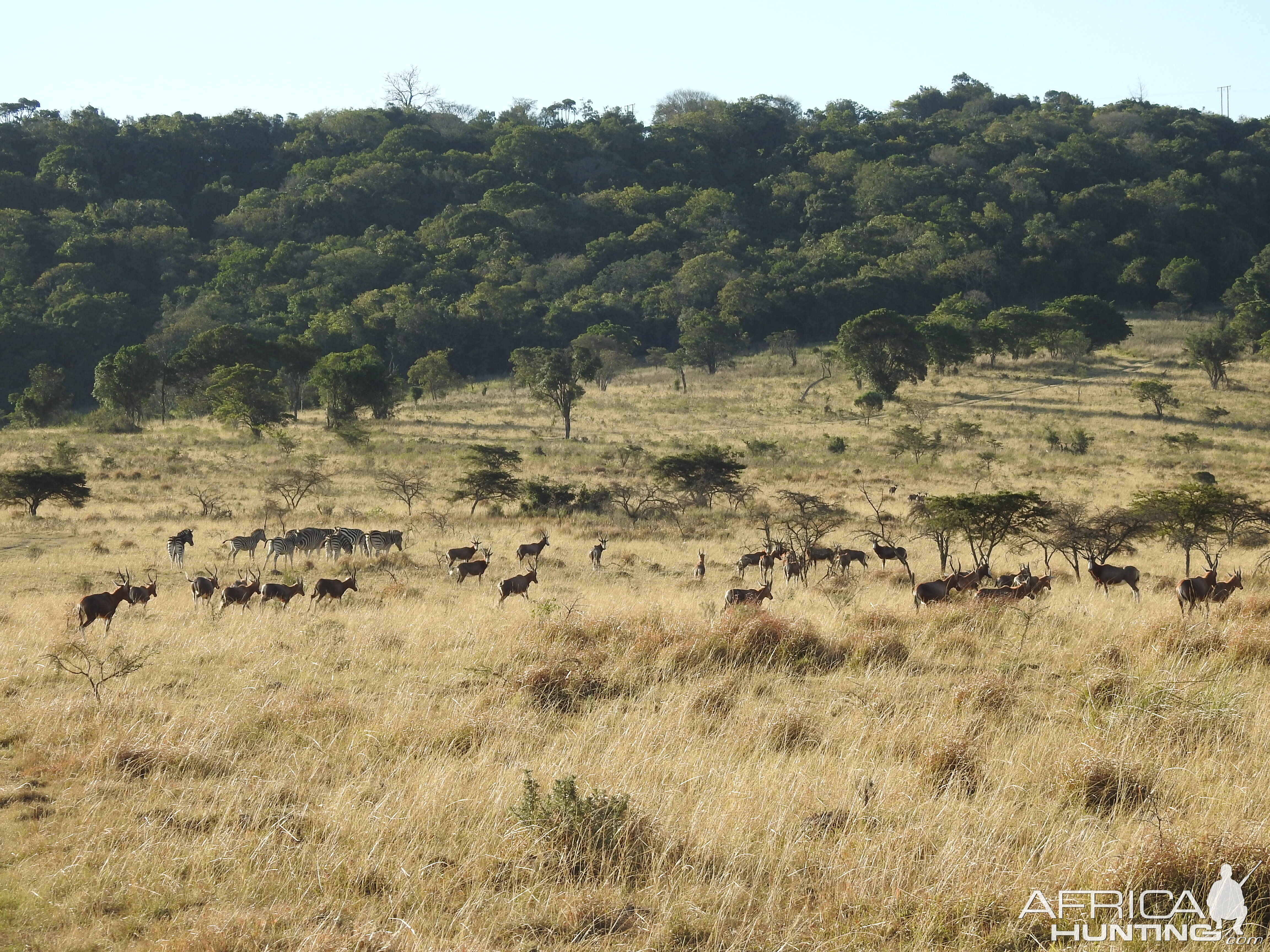 Burchell's Plain Zebra & Blesbok South Africa