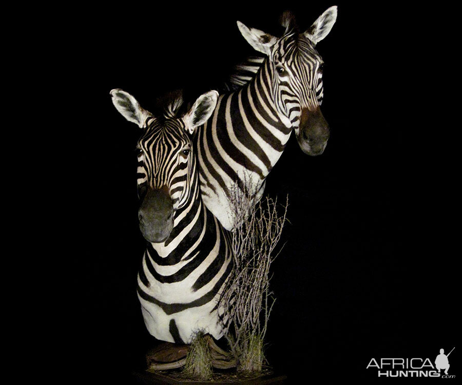 Burchell's Plain Zebra Double Pedestal Mount Taxidermy