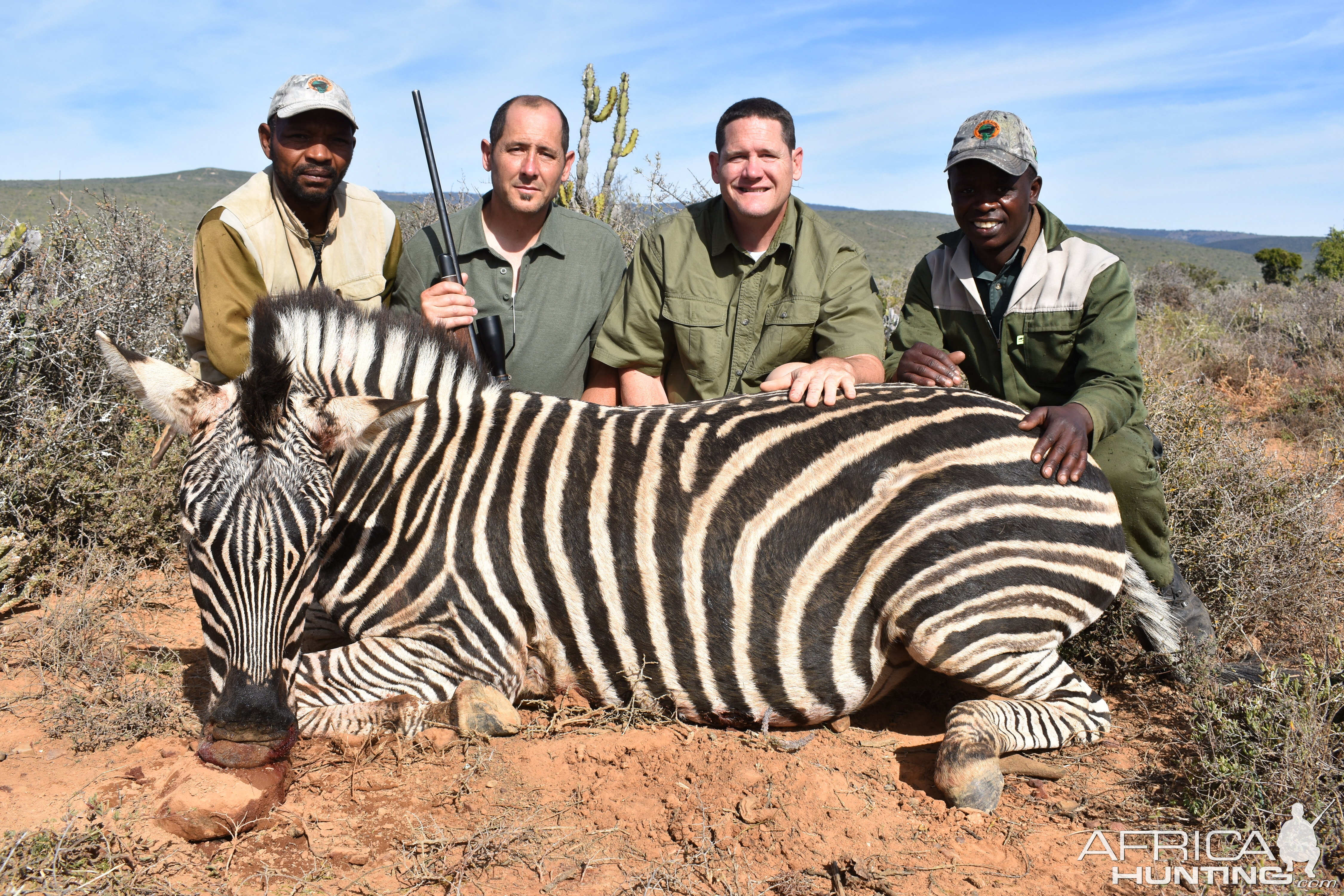 Burchell's Plain Zebra Hunt in South Africa