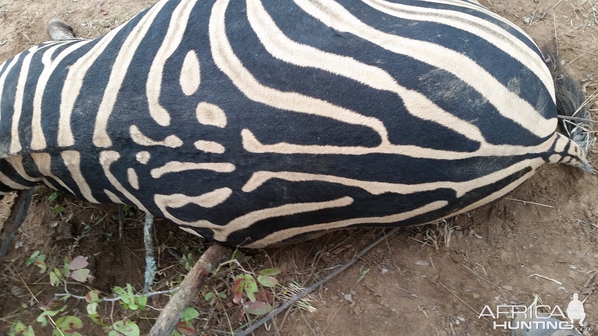 Burchell's Plain Zebra Hunt in Zimbabwe