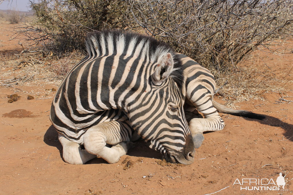 Burchell's Plain Zebra Hunt Namibia