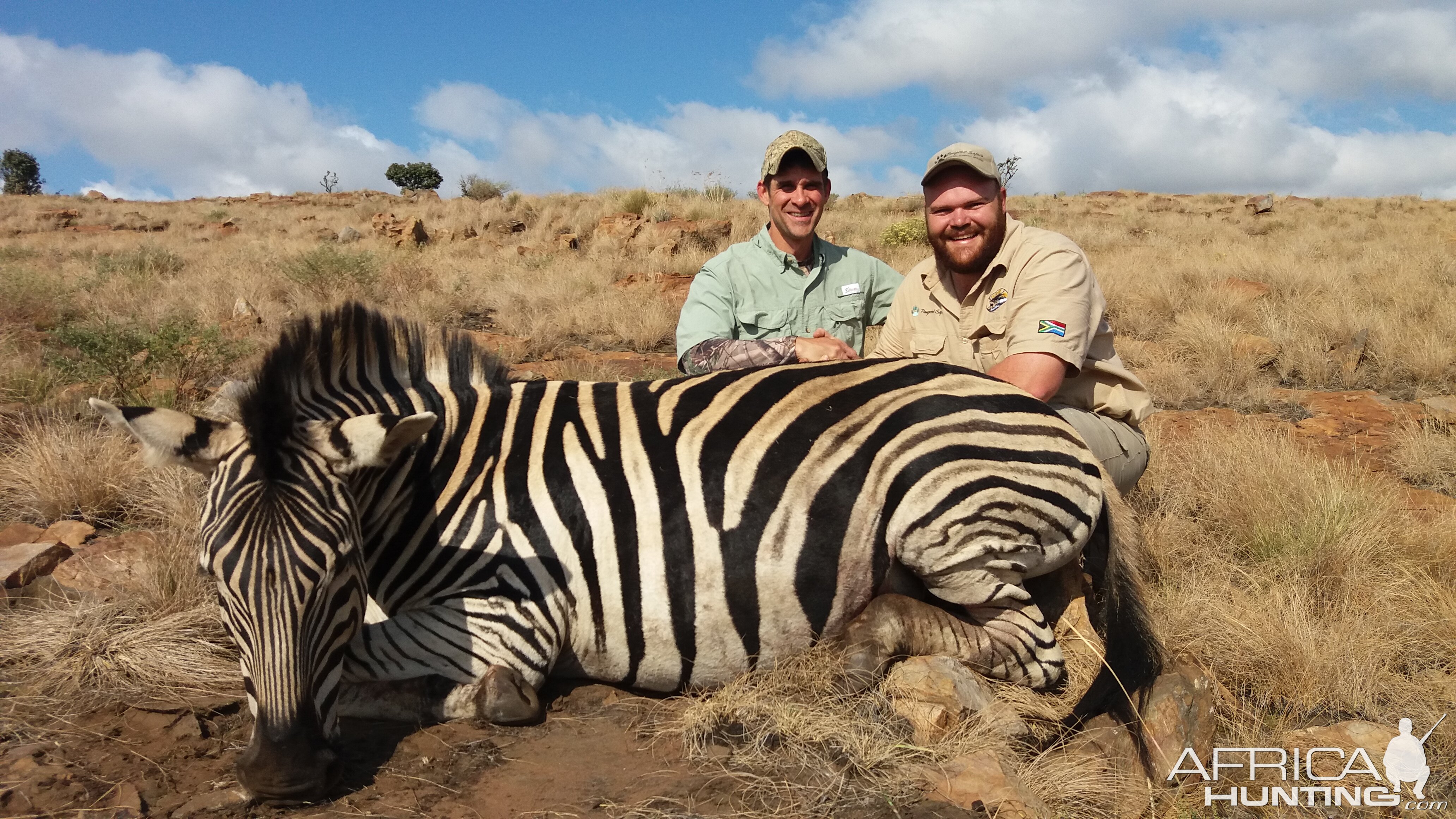 Burchell's Plain Zebra Hunt South Africa