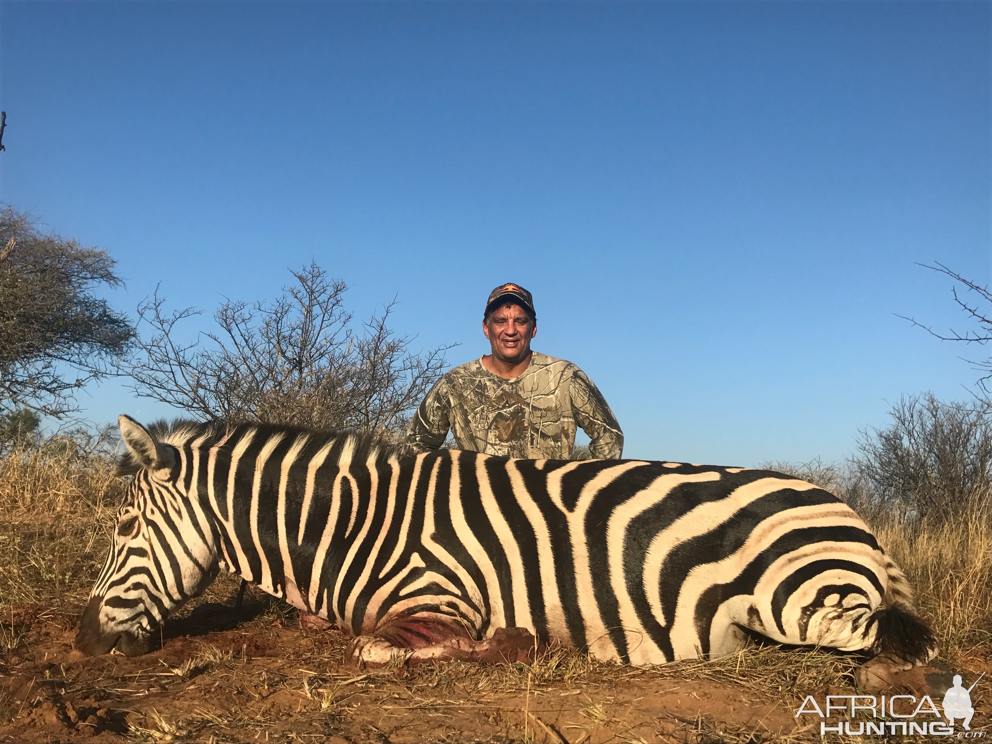 Burchell's Plain Zebra Hunt South Africa