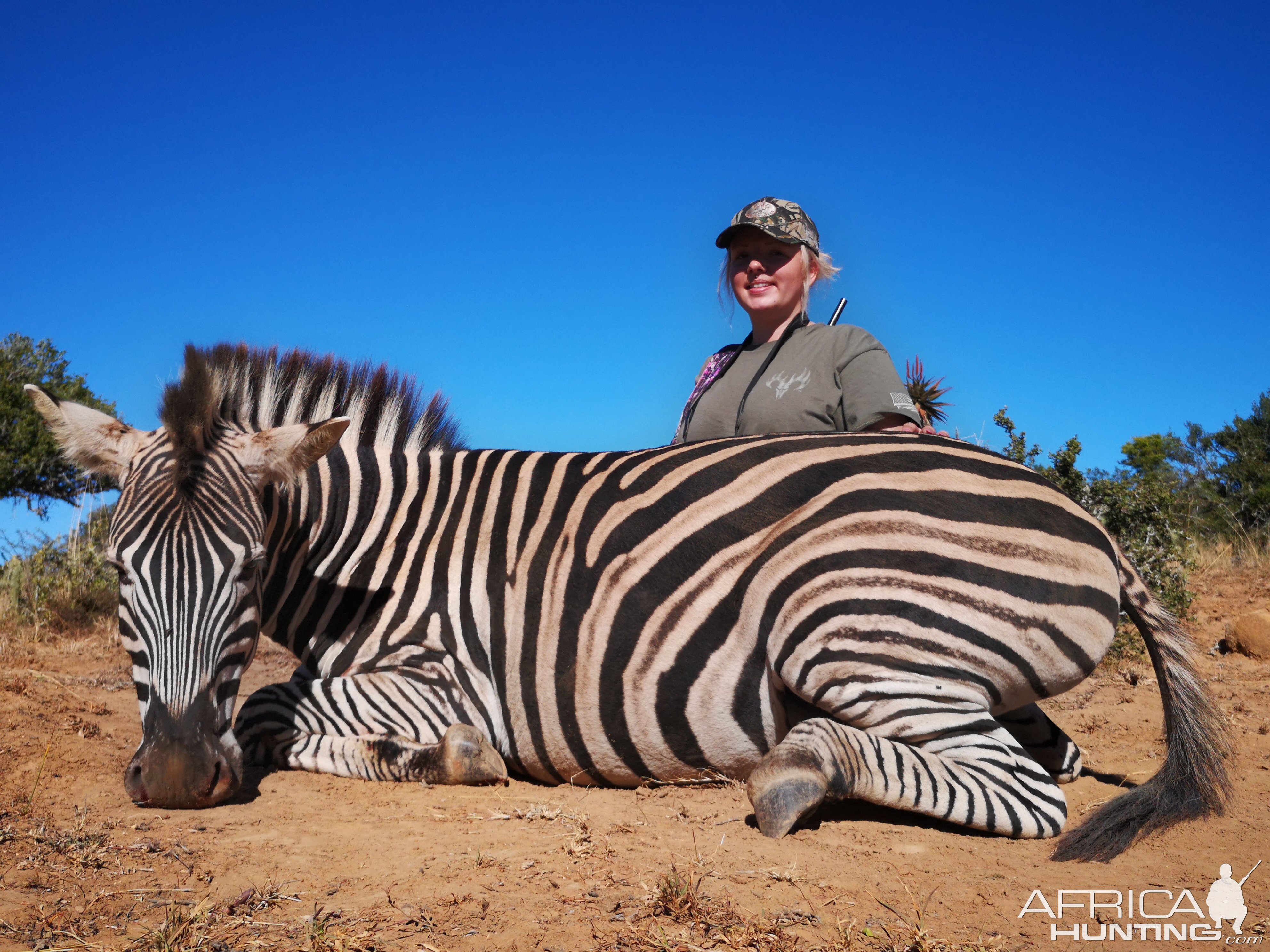 Burchell's Plain Zebra Hunt South Africa