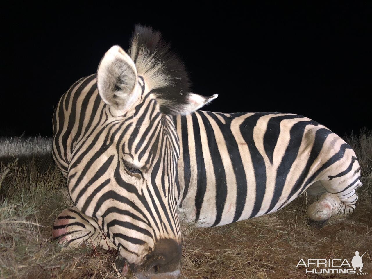 Burchell's Plain Zebra Hunt South Africa