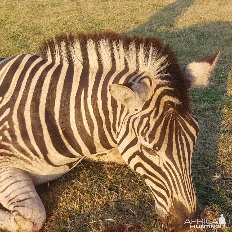 Burchell's Plain Zebra Hunt South Africa