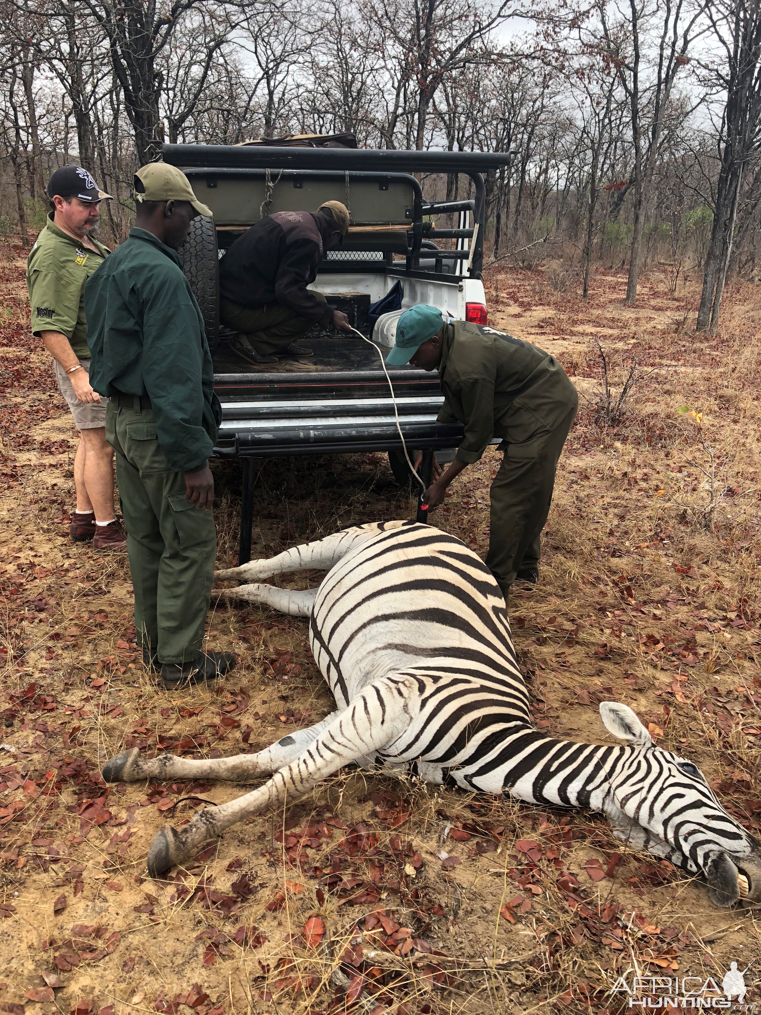 Burchell's Plain Zebra Hunt Zimbabwe