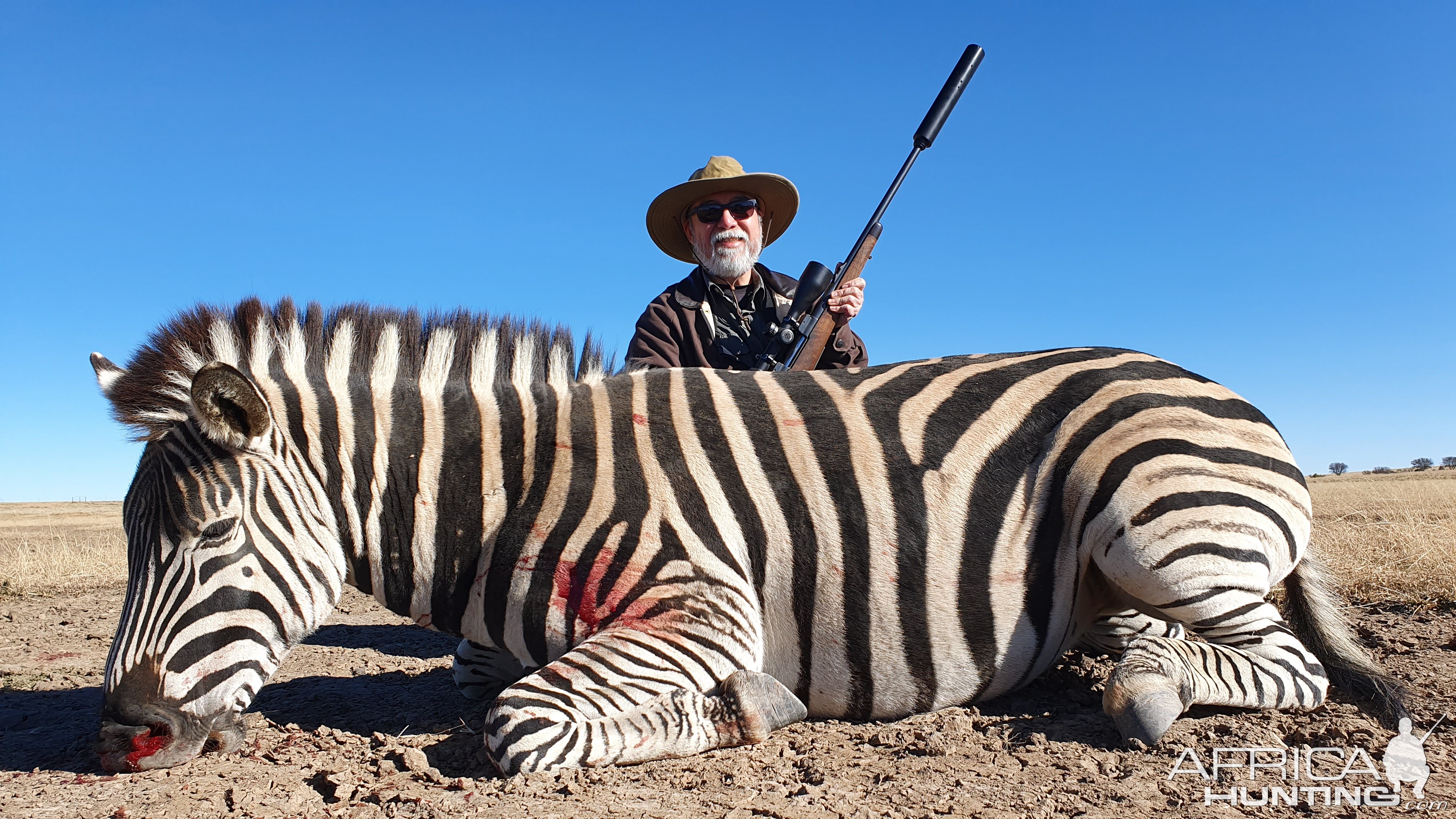 Burchell's Plain Zebra Hunting Free State South Africa