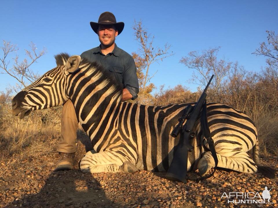 Burchell's Plain Zebra Hunting in South Africa