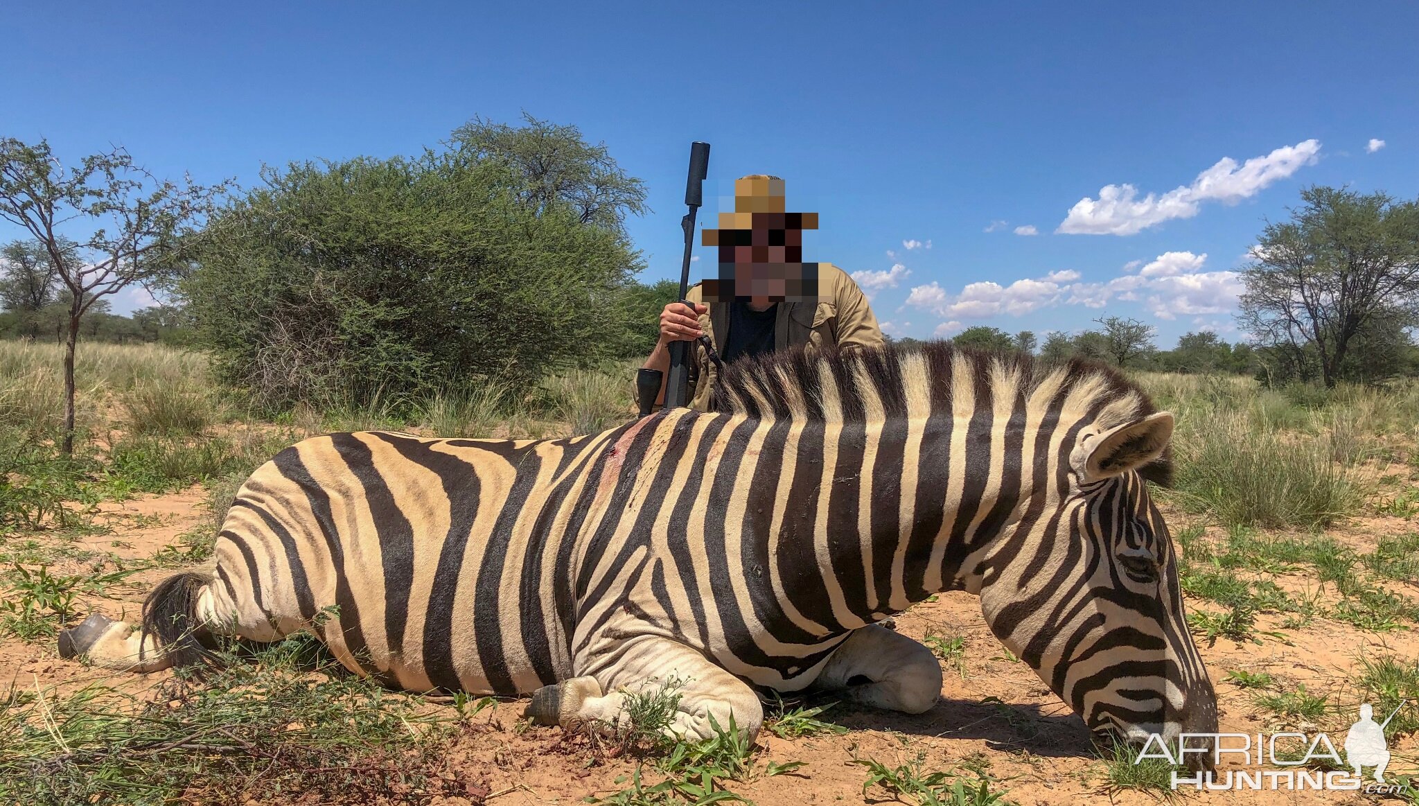 Burchell's Plain Zebra Hunting Namibia