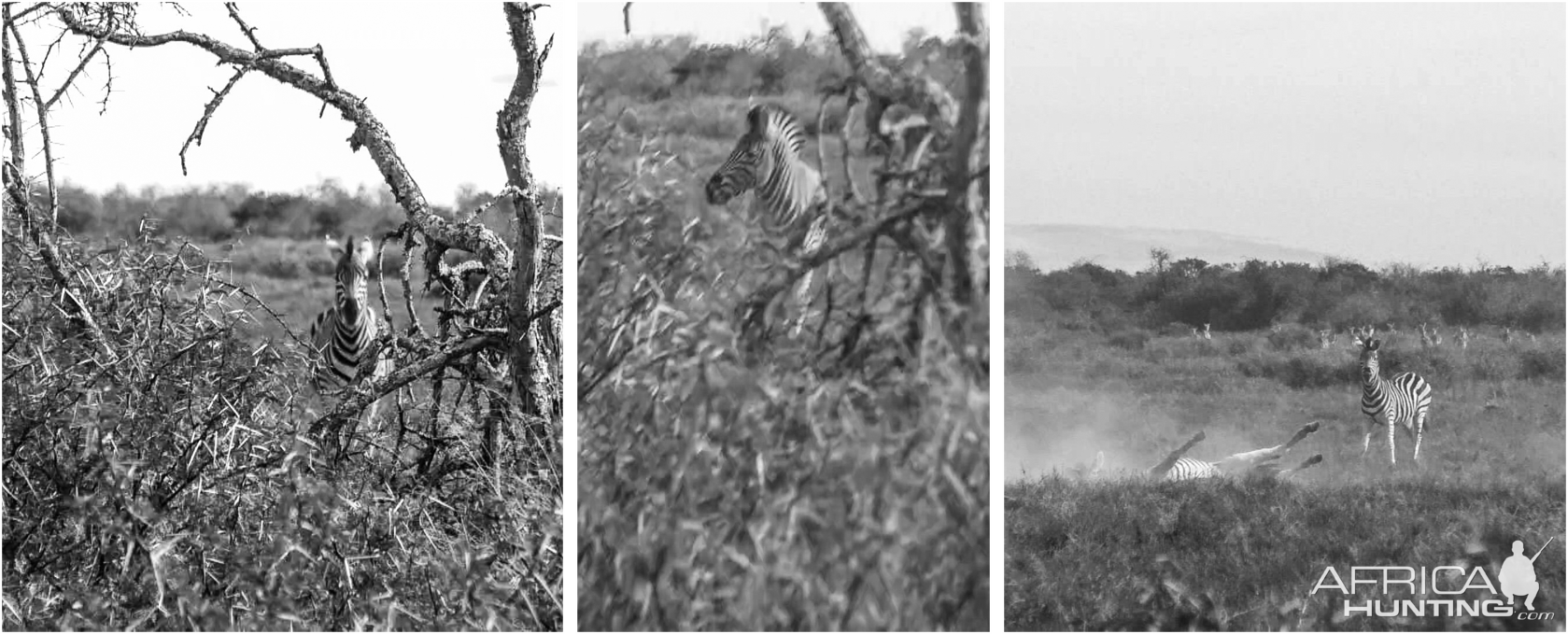 Burchell's Plain Zebra Hunting South Africa