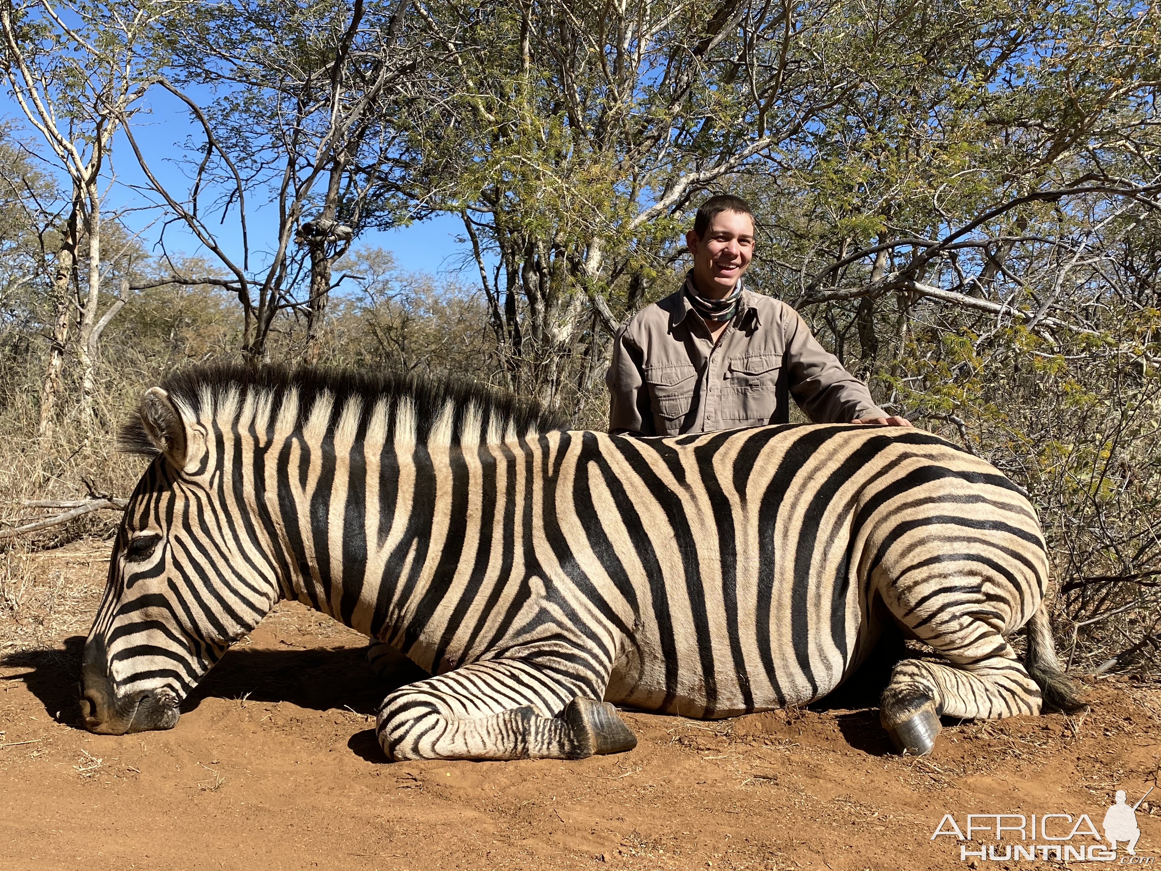 Burchell's Plain Zebra Hunting South Africa