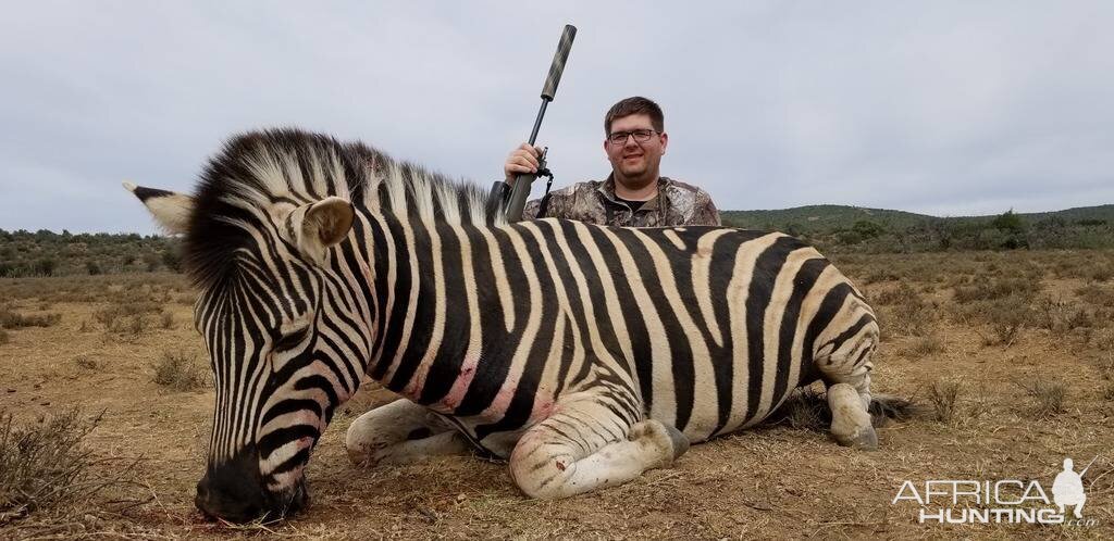 Burchell's Plain Zebra Hunting South Africa