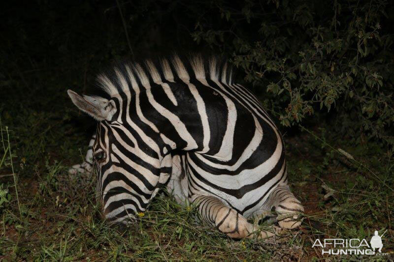 Burchell's Plain Zebra Hunting South Africa