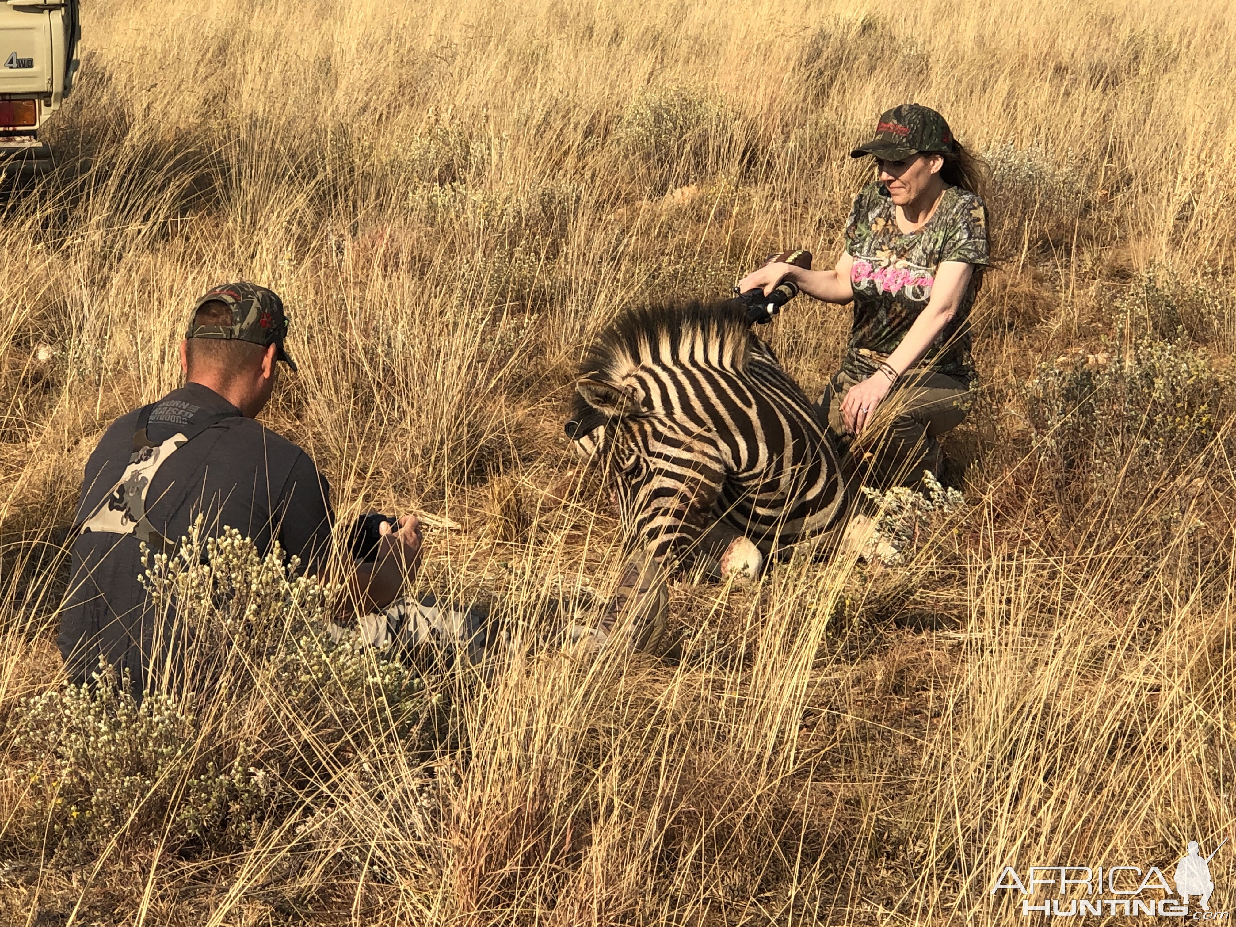 Burchell's Plain Zebra Hunting South Africa