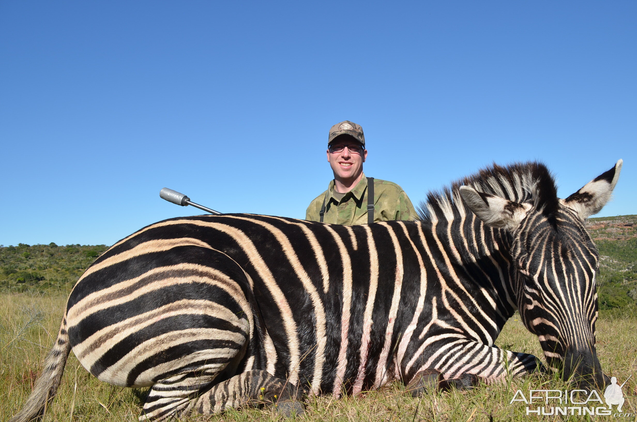 Burchell's Plain Zebra Hunting South Africa