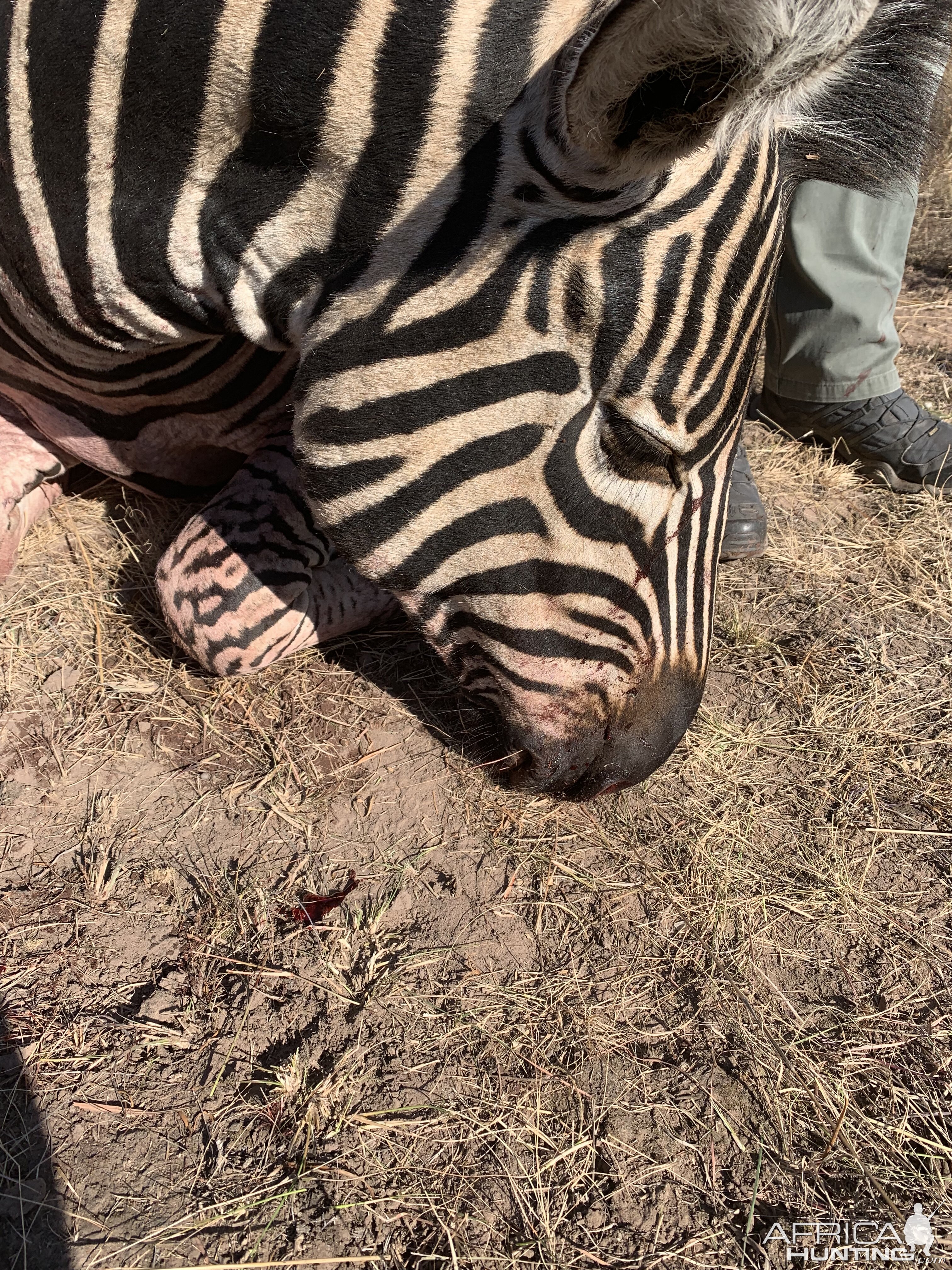 Burchell's Plain Zebra in South Africa