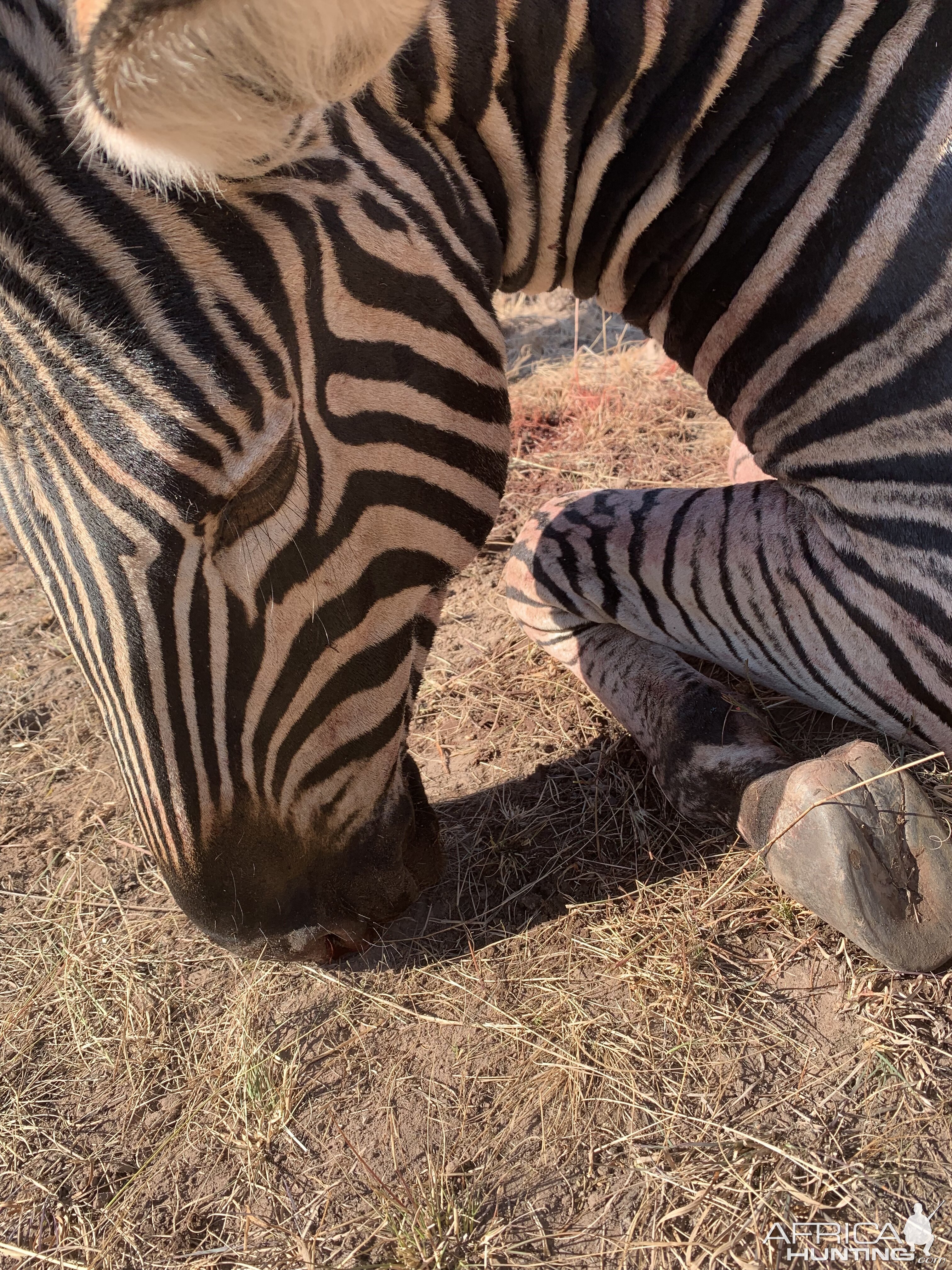 Burchell's Plain Zebra in South Africa