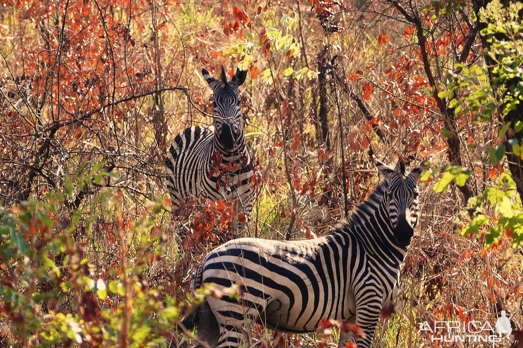 Burchell's Plain Zebra in Zambia