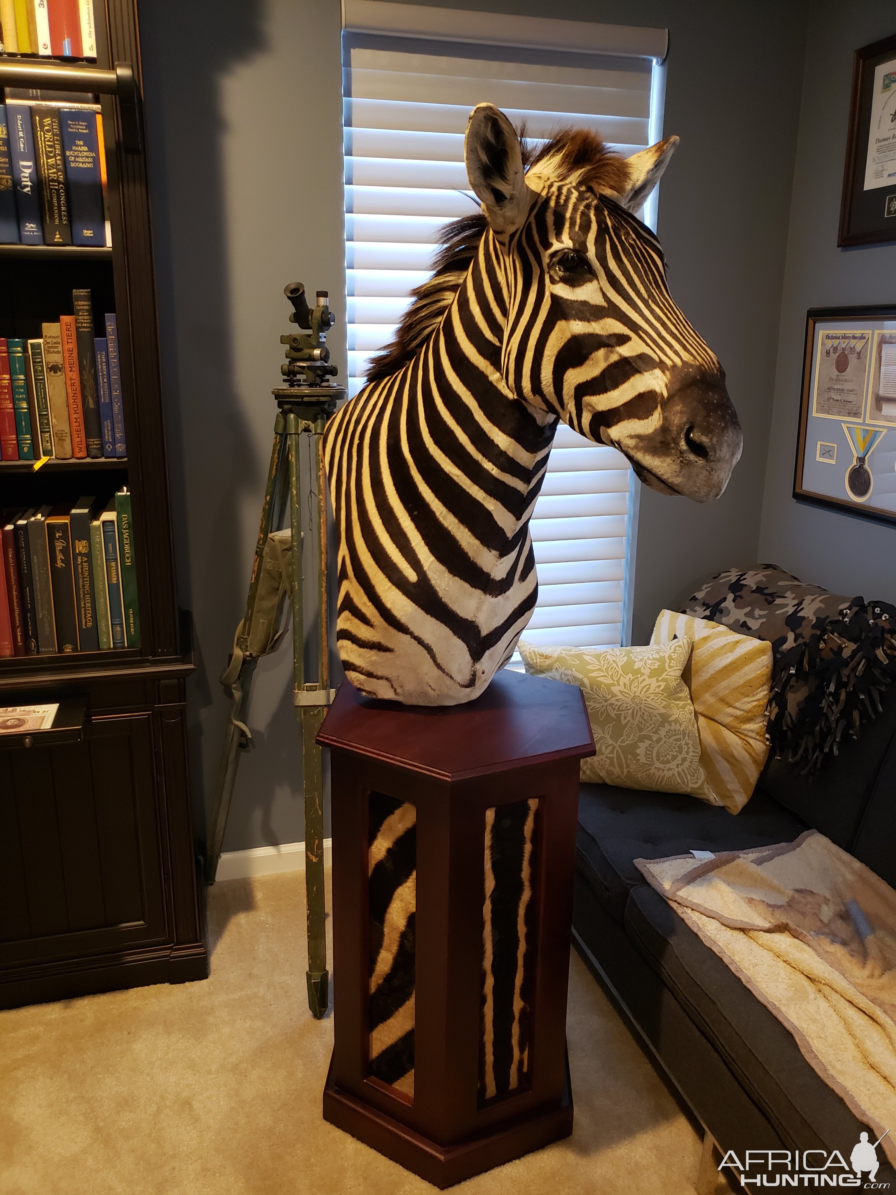 Burchell's Plain Zebra Pedestal Mount Taxidermy