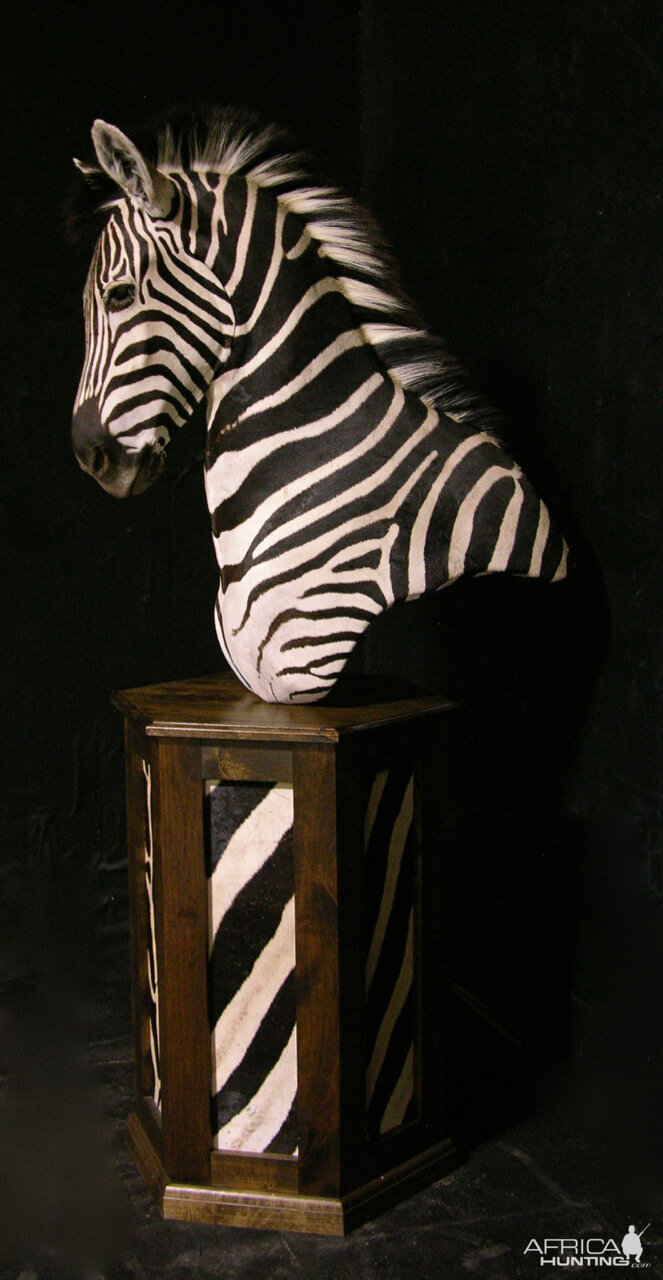 Burchell's Plain Zebra Shoulder Mount Pedestal Taxidermy