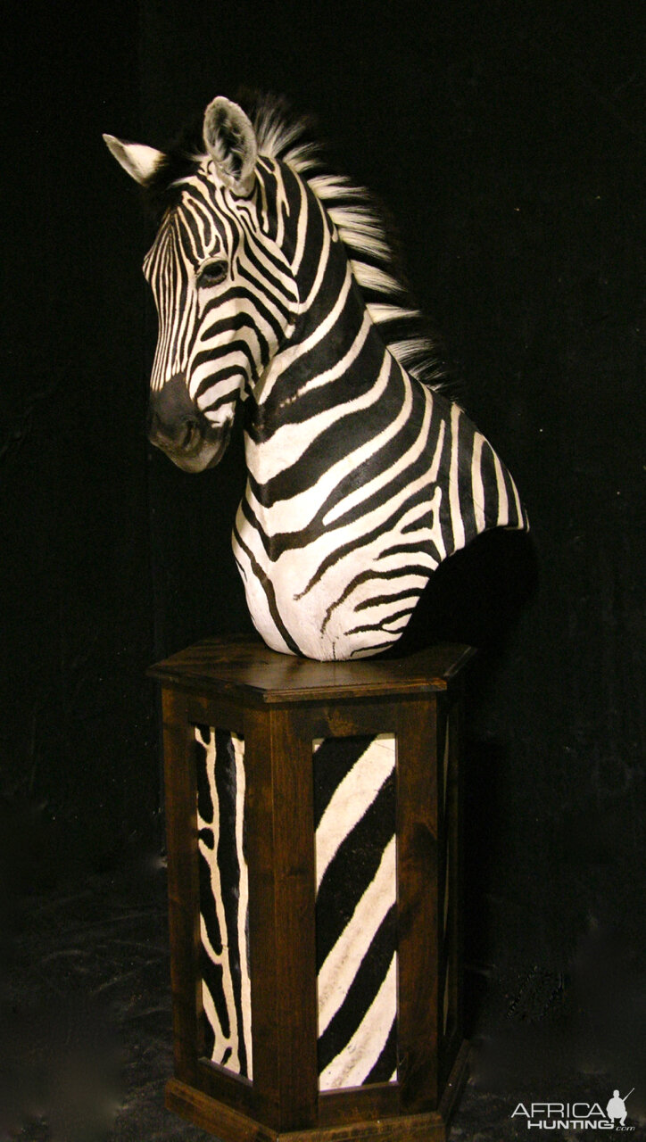 Burchell's Plain Zebra Shoulder Mount Pedestal Taxidermy