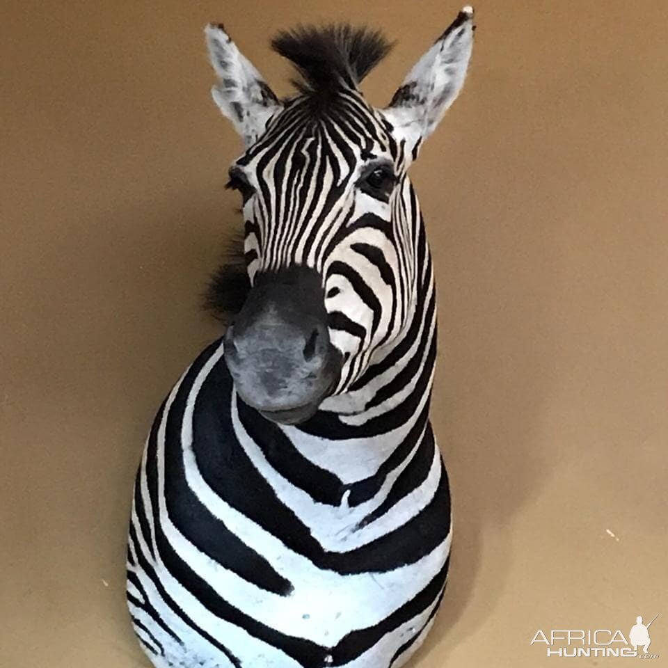 Burchell's Plain Zebra Shoulder Mount Taxidermy