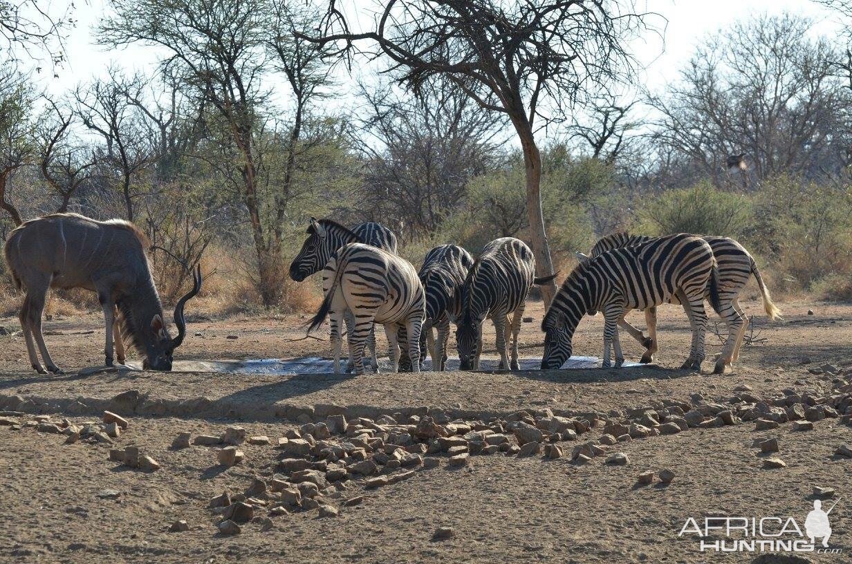 Burchell's Plain Zebra South Africa